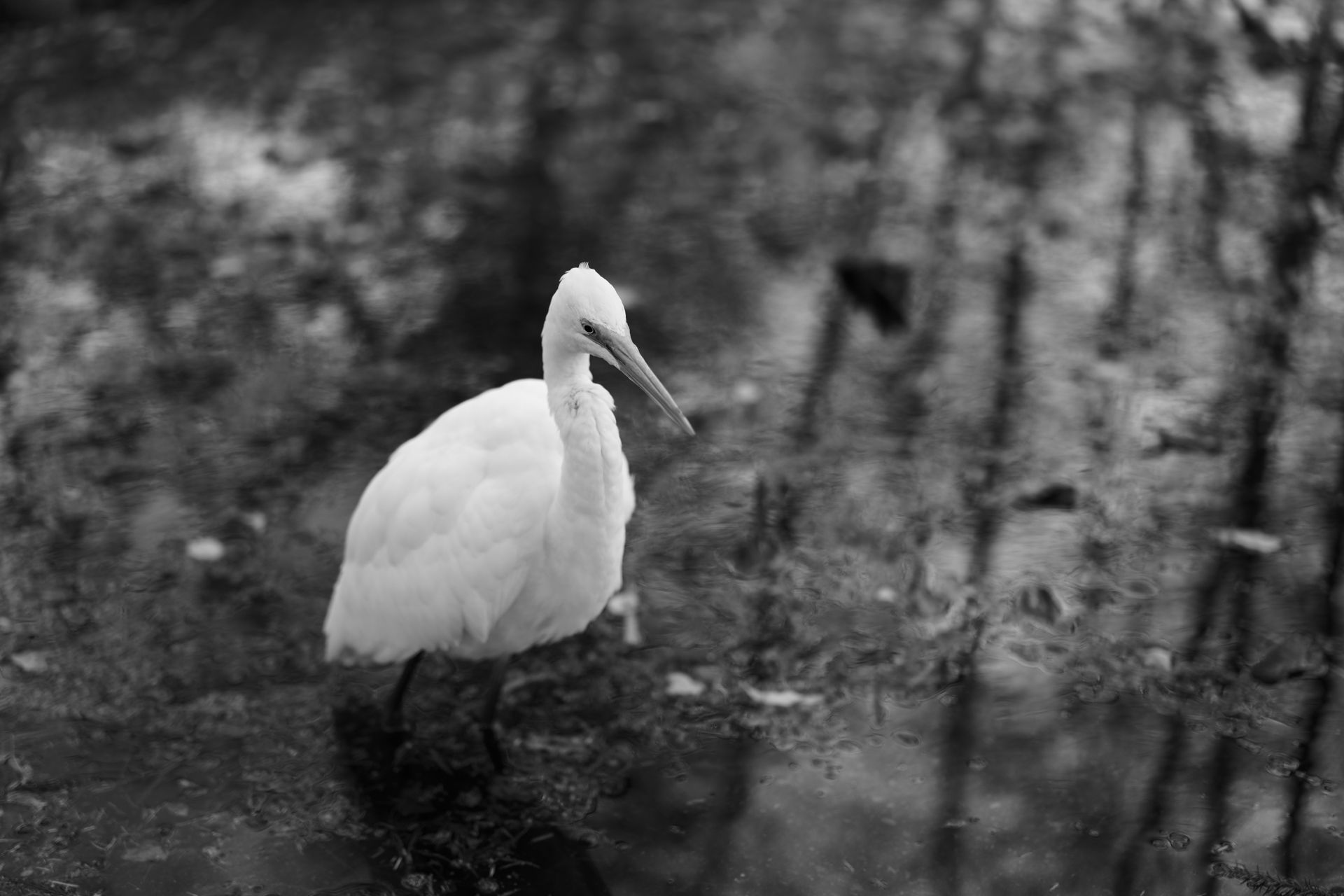 パナソニック LUMIX S9／LUMIX S 50mm F1.8／50mm／絞り優先AE（1/250秒、F1.8、−0.3EV）／ISO 100