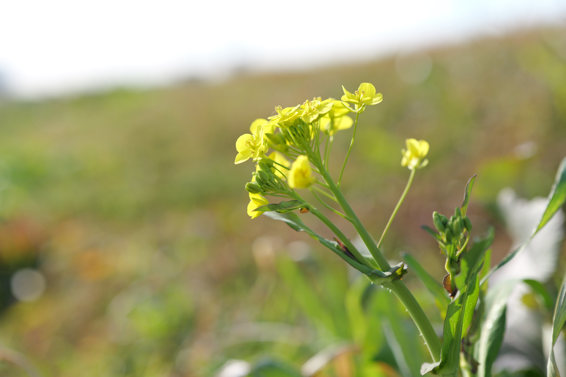 パナソニック LUMIX S9／LUMIX S 50mm F1.8／50mm／絞り優先AE（1/640秒、F2.8、＋0.3EV）／ISO 100