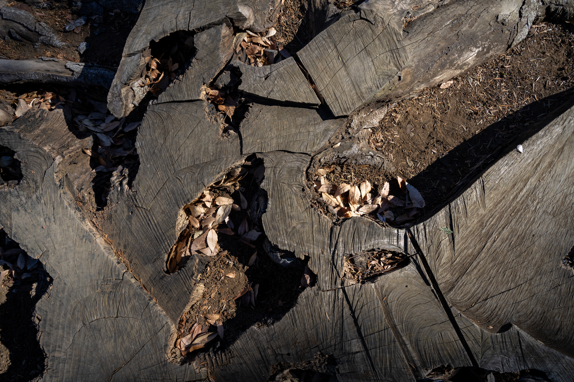 切り株を俯瞰撮影してみたのですが、被写体と正対し、背景に奥行きがないと超広角レンズのクセは押し殺せます。収差補正も行き届いているためか緻密な描写です。<br><span class="fnt-85">ソニー α7C／20mm F/2.8 Di III OSD M1:2／20mm／絞り優先AE（1/500秒、F8.0、−0.7EV）／ISO 400</span>