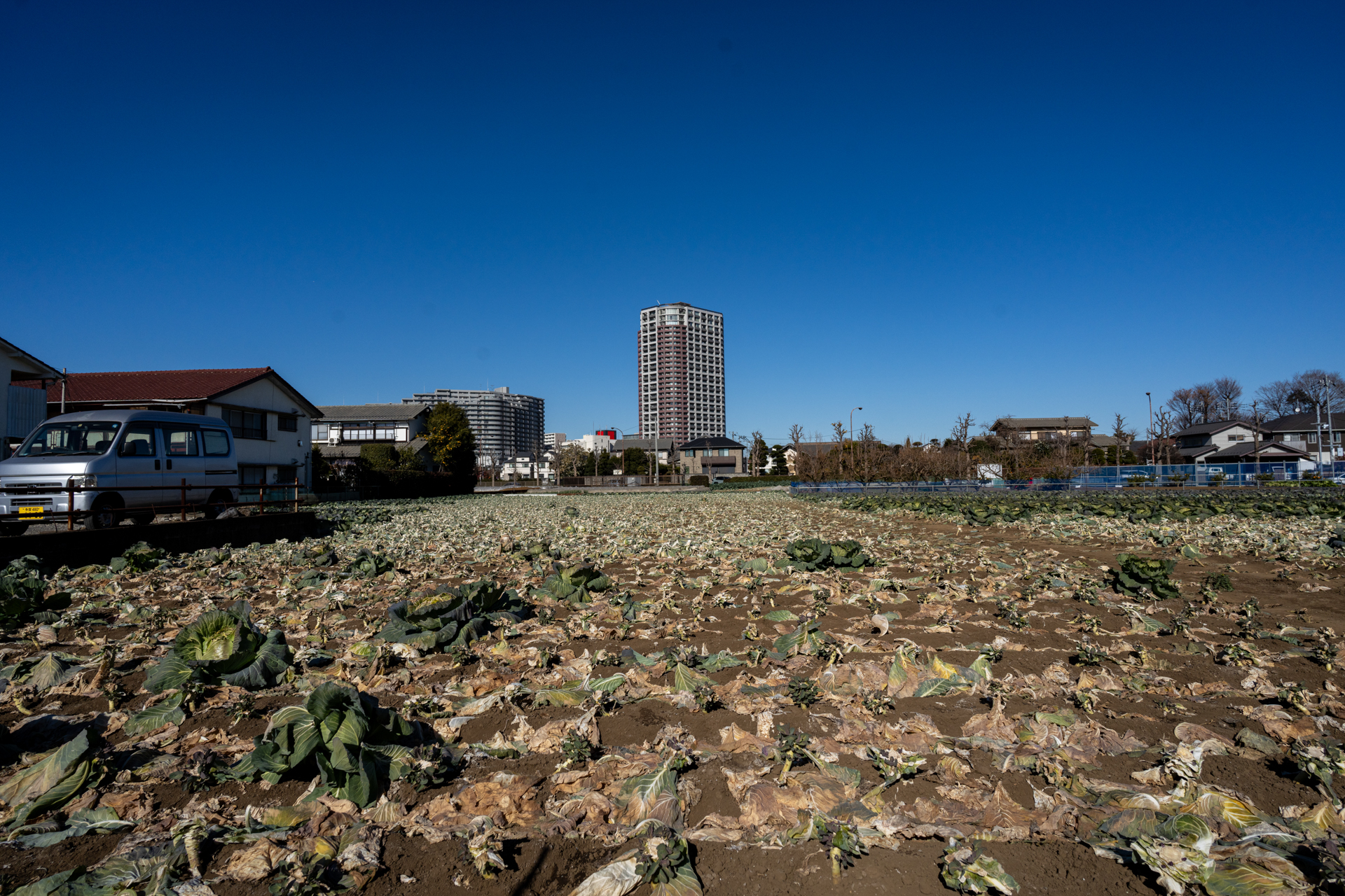 収穫の終わったキャベツ畑。通常はこうした撮影は被写体の手前に何かを入れ、パースペクティブを強調させるのですが、ここではそのままに撮影しましたが、視覚としては強くなりました。<br><span class="fnt-85">ソニー α7C／20mm F/2.8 Di III OSD M1:2／20mm／絞り優先AE（1/2,500秒、F9.0、−0.7EV）／ISO 400</span>