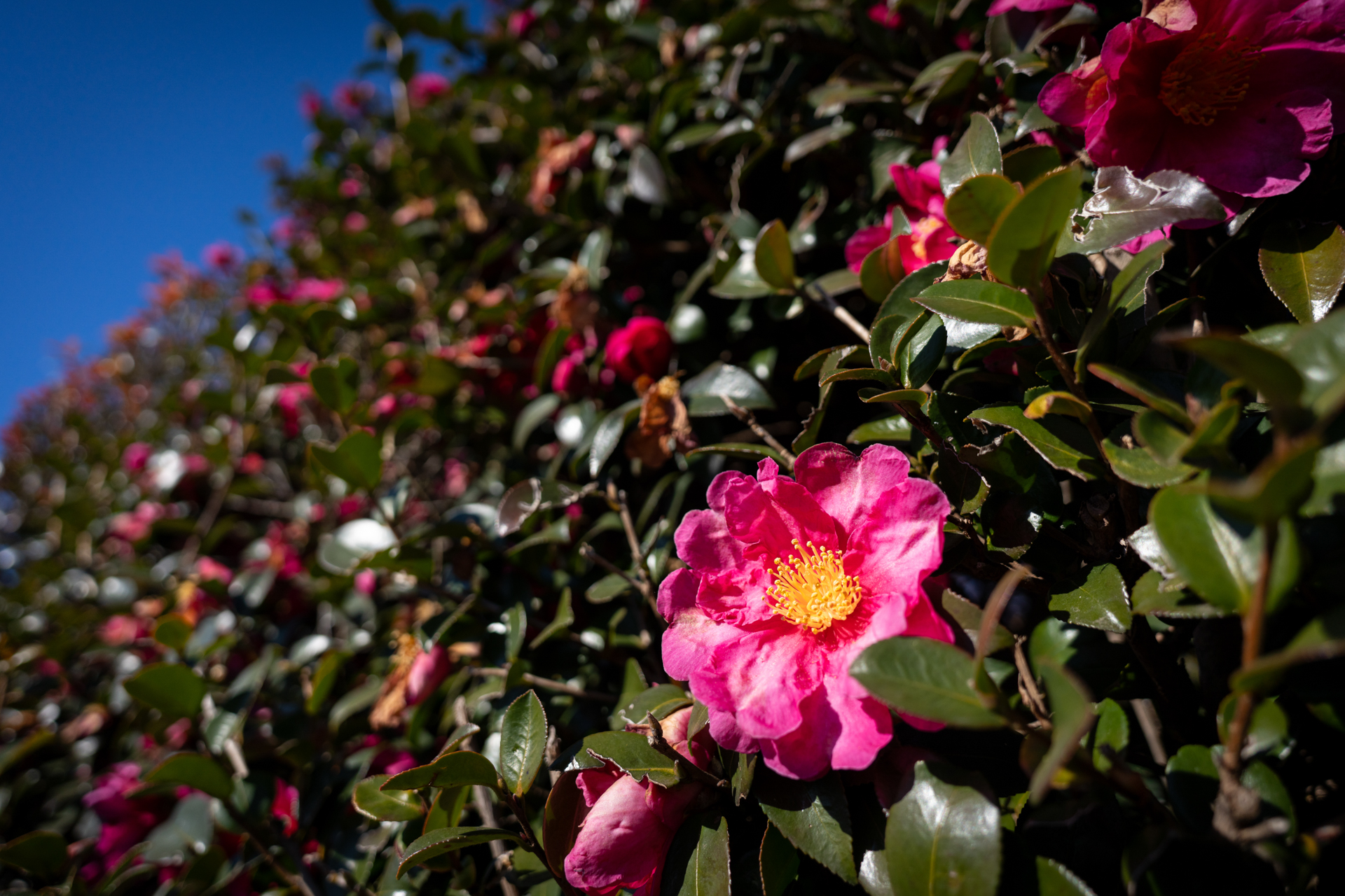 立派な山茶花を見つけたので、下から見上げるように撮影してみましたが、意外といっては失礼ですが、合焦点はスルドク、ボケ味はかなりいいわけです。こうした描写はあまり経験がありません。<br><span class="fnt-85">ソニー α7C／20mm F/2.8 Di III OSD M1:2／20mm／絞り優先AE（1/4,000秒、F3.5、−0.7EV）／ISO 250</span>
