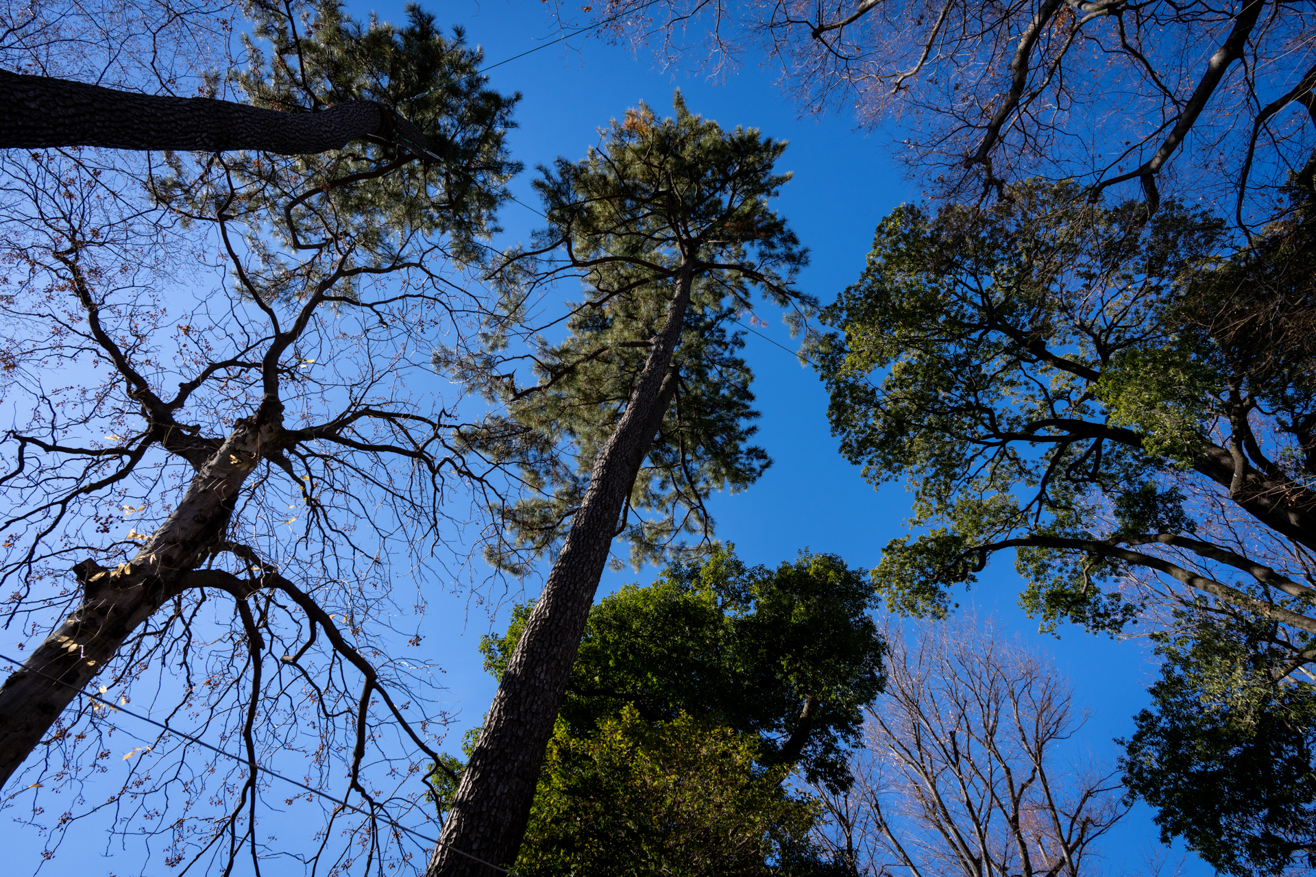 最近は映画「PERFECT DAYS」の主人公の影響で、真上を見上げ撮影しています。公園の木々ですが、これだけだと和歌山あたりで撮影したといってもわからないんじゃないかなあ。<br><span class="fnt-85">ソニー α7C／20mm F/2.8 Di III OSD M1:2／20mm／絞り優先AE（1/400秒、F8.0、−0.3EV）／ISO 250</span>