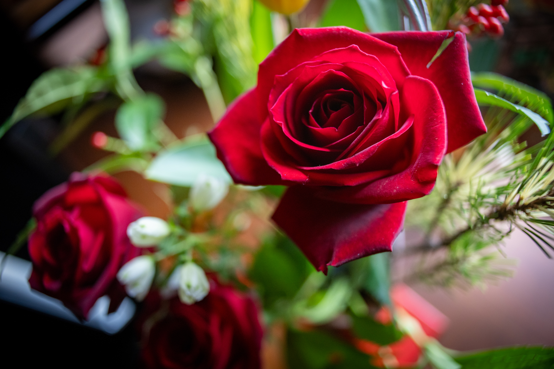 最短撮影距離で撮影してみます。中央はよくて周辺は捨てています、ボケの表現もよい感じになりました。<br><span class="fnt-85">ソニー α7C／SIGMA SUPERWIDE II 24mm F2.8 MACRO／24mm／絞り優先AE（1/40秒、F4.0、−1.0EV）／ISO 1600</span>