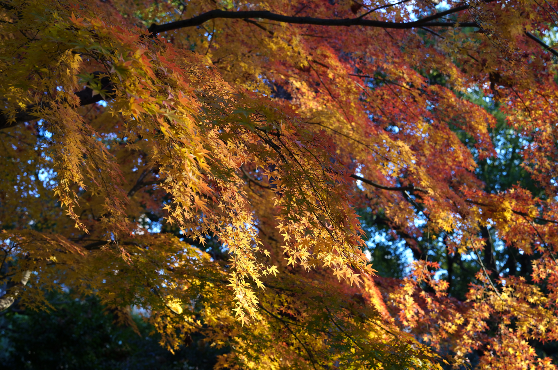 SIGMA fp L／SIGMA 50mm F2 DG DN｜Contemporary／50mm／絞り優先AE（1/125秒、F5.6、＋0.7EV）／ISO 400