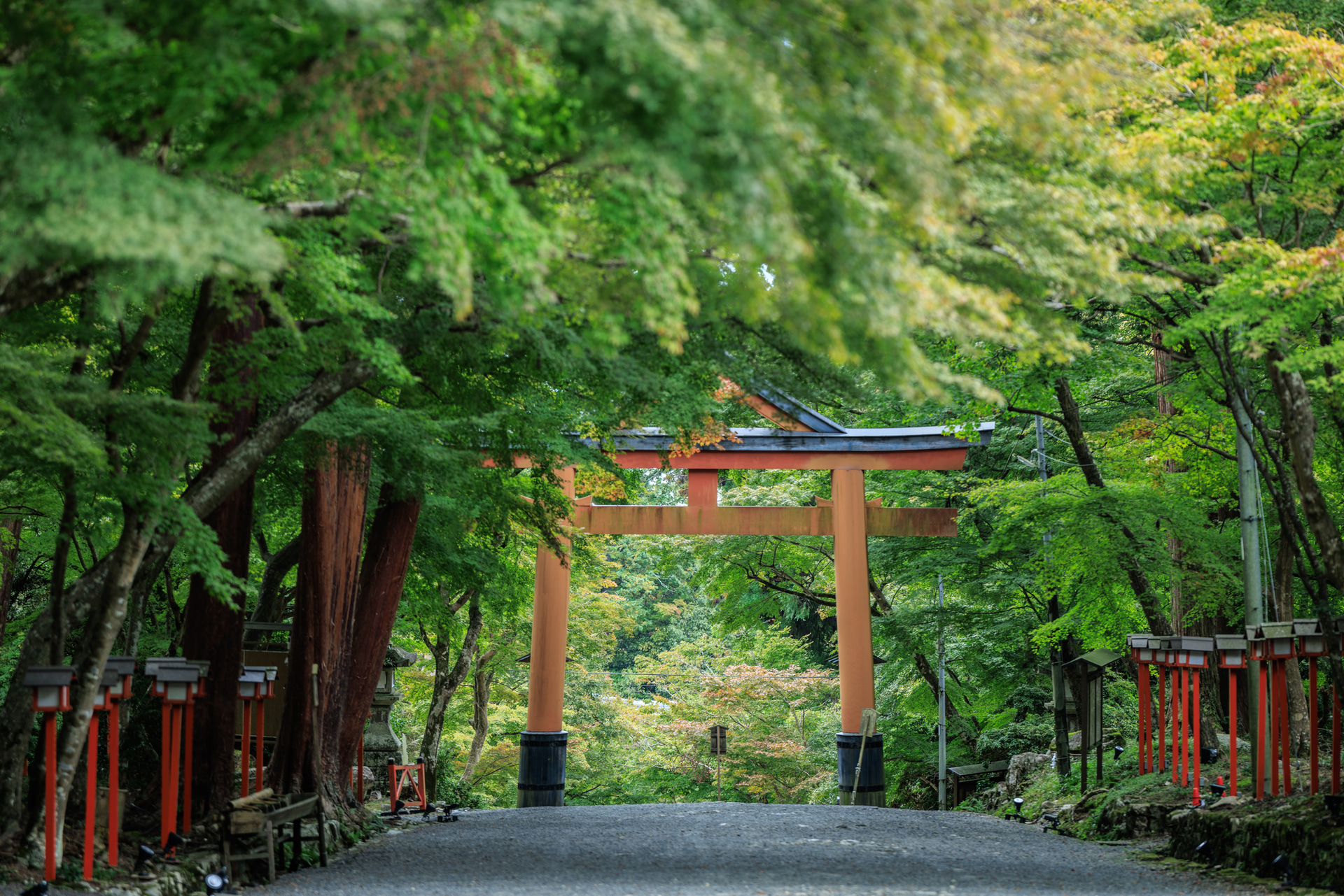 参道に流れる独特の空気をRF135mm F1.8 L IS USMの圧縮効果とボケで写真に閉じ込めた。緑のボリュームがちょうど良いF値を探ってシャッターを切ると、対比的に鳥居の朱色が際立った<br><span class="fnt-85">キヤノン EOS R5 Mark II／RF135mm F1.8 L IS USM／135mm／絞り優先AE（F2.8、1/80秒、±0EV）／ISO 100／WB：オート</span>