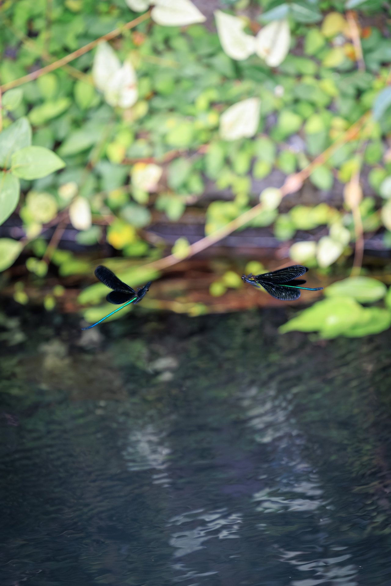 神様トンボとも呼ばれるハグロトンボが、2匹連なって飛んでいた。2匹が向き合い、ハート型に羽が広がる瞬間が撮れたのは、EOS R5 Mark IIのAFと連写性能のたまものだ<br><span class="fnt-85">キヤノン EOS R5 Mark II／RF70-200mm F2.8 L IS USM／200mm／絞り優先AE（F2.8、1/800秒、－0.3EV）／ISO 800／WB：オート</span>