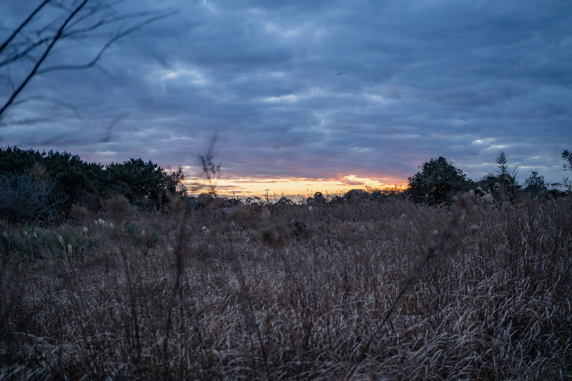 1月の太平洋側は晴れの日が多いもんですが、たまには重い曇り空になります。むしろ冬はこう言う重い空が好きなんですよねえ。寒風で身は引き締まりつつ、心は切なくなってしまう。冬枯れの木々や雑草を見ていると、ああ、みんな冬籠りしてるんだなあ、なんて考えてしまいます。インフルエンザ流行ってるみたいですけど、みなさまご自愛くださいませ