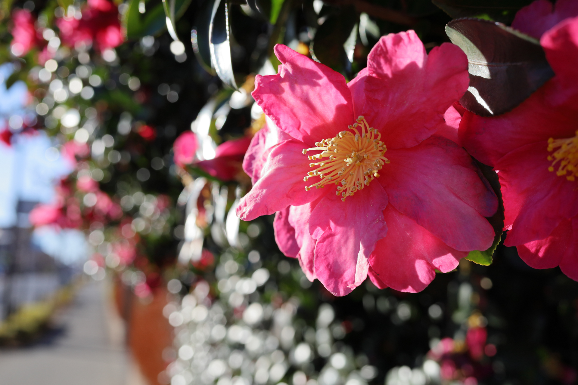 最短撮影距離です。後ろのボケもきちんと丸く再現されています。昔のパンケーキレンズは絞りの枚数が少ないものが多く、ボケ味はいまひとつでしたから大きな進化を感じます。<br><span class="fnt-85">キヤノン EOS RP／RF28mm F2.8 STM／28mm／絞り優先AE（1/800秒、F5.6、−0.3EV）／ISO 400</span>