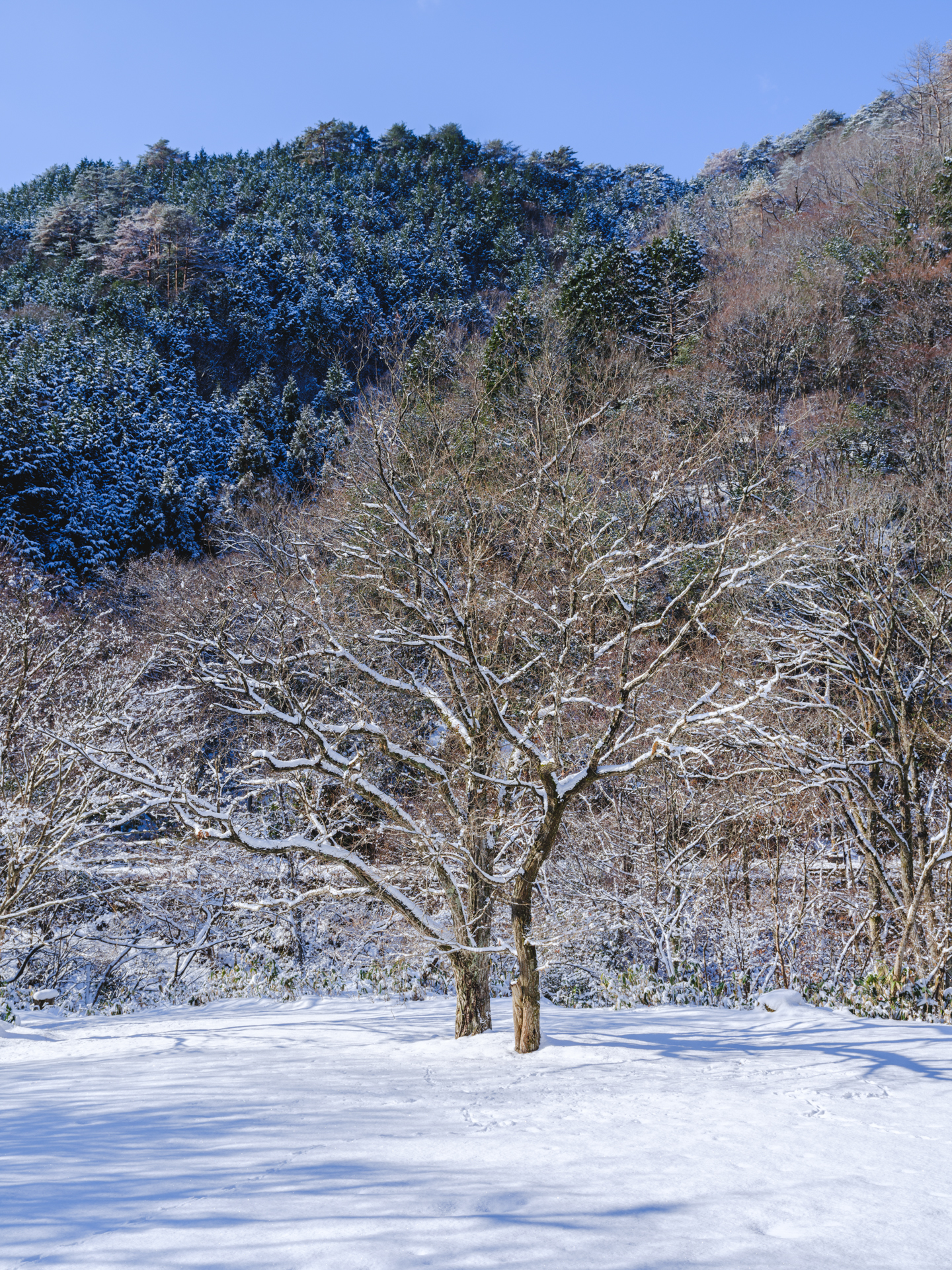 富士フイルム GFX100S II／GF32-64mmF4 R LM WR／51.7mm（41mm相当）／マニュアル露出（1/160秒、F11）／ISO 200