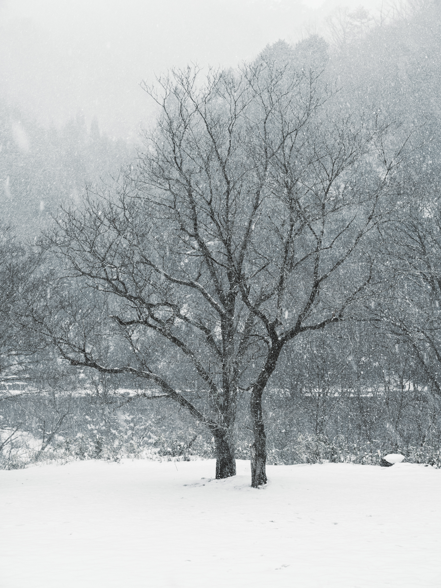 富士フイルム GFX100S II／GF32-64mmF4 R LM WR／64mm（51mm相当）／マニュアル露出（1/125秒、F8.0）／ISO 400