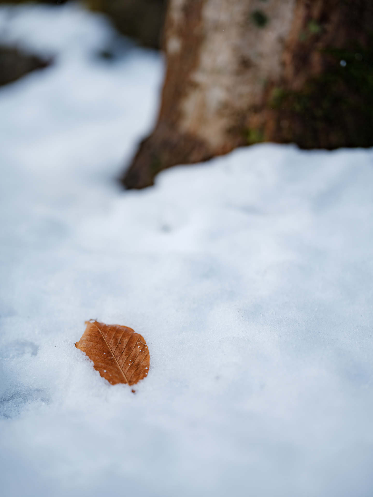 富士フイルム GFX100S II／GF55mmF1.7 R WR／55mm（44mm相当）／マニュアル露出（1/640秒、F1.7）／ISO 80