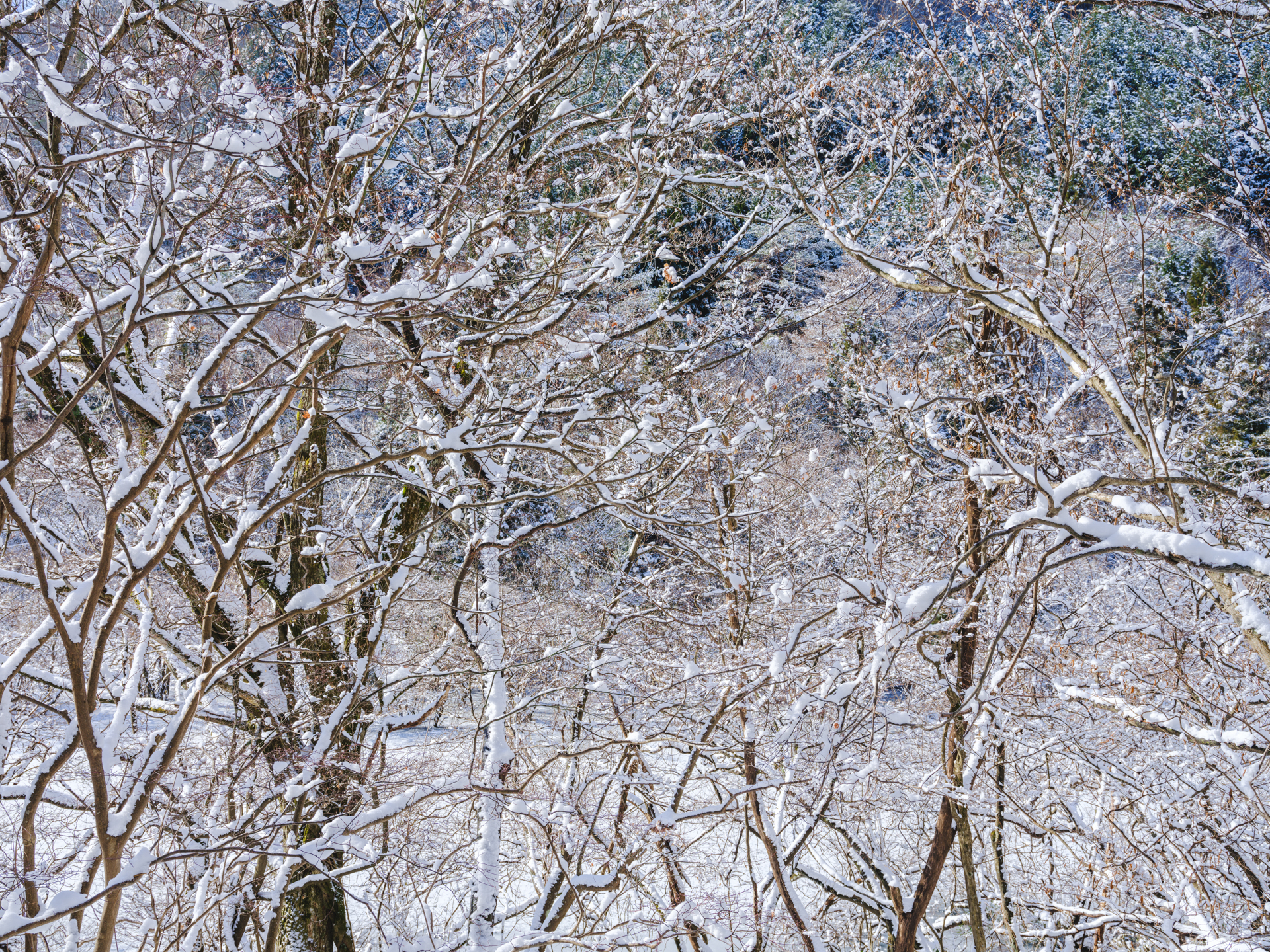 富士フイルム GFX100S II／GF32-64mmF4 R LM WR／46.5mm（37mm相当）／マニュアル露出（1/100秒、F11）／ISO 80