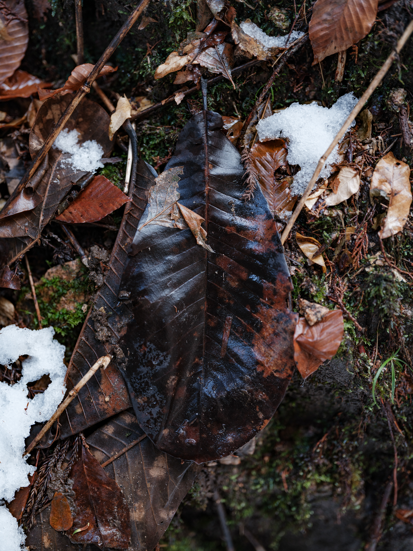 富士フイルム GFX100S II／GF55mmF1.7 R WR／55mm（44mm相当）／マニュアル露出（1/200秒、F1.7）／ISO 400