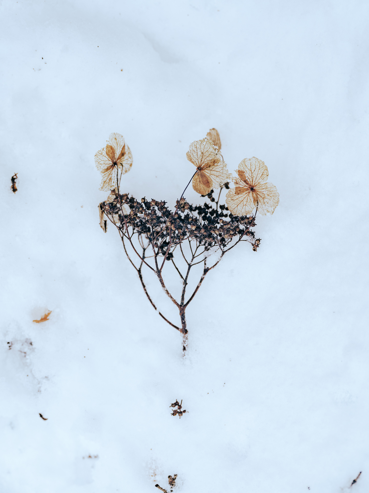 富士フイルム GFX100S II／GF45-100mmF4 R LM OIS WR／100mm（79mm相当）／マニュアル露出（1/30秒、F5.6）／ISO 400