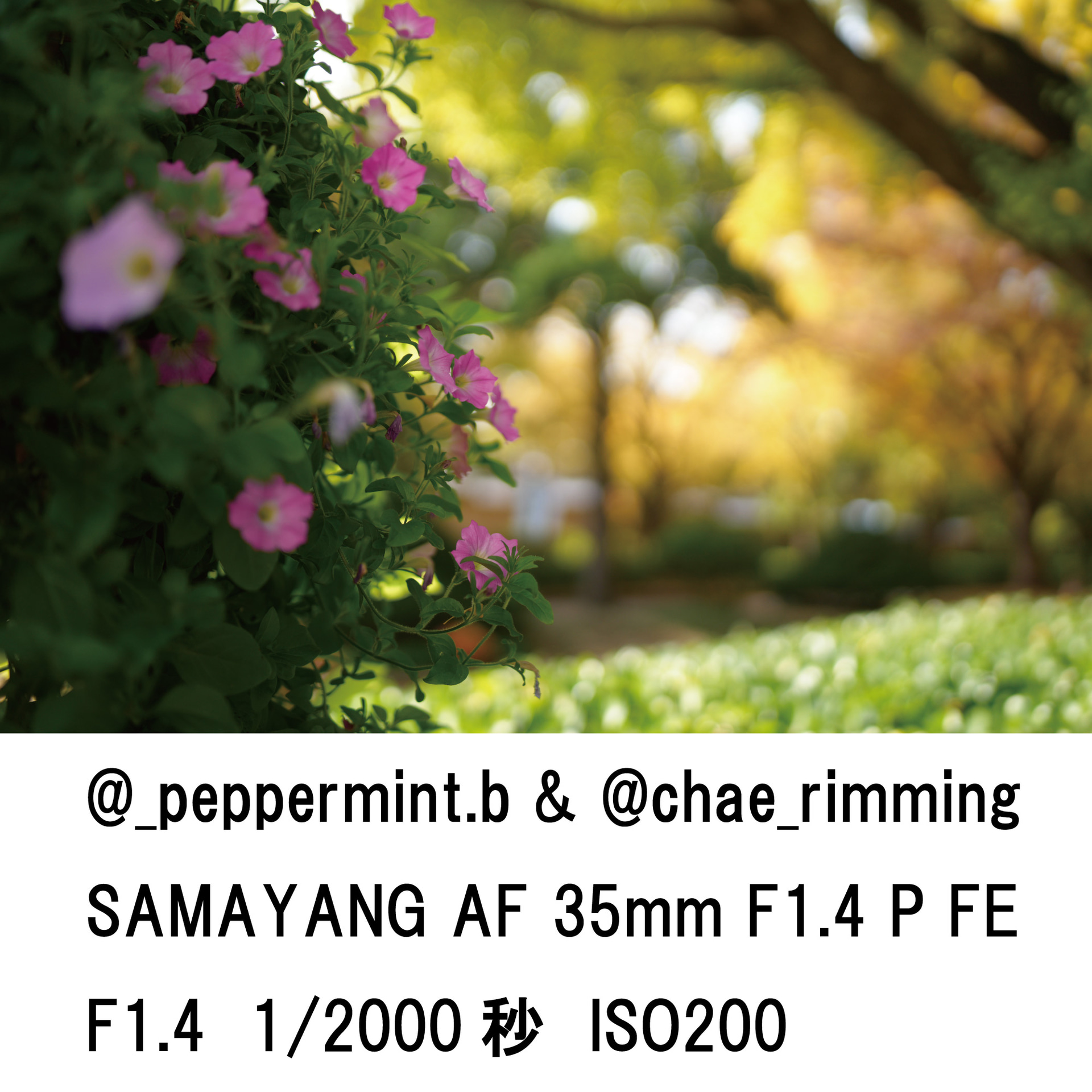 サンプル画像（提供：ケンコー・トキナー）以下同