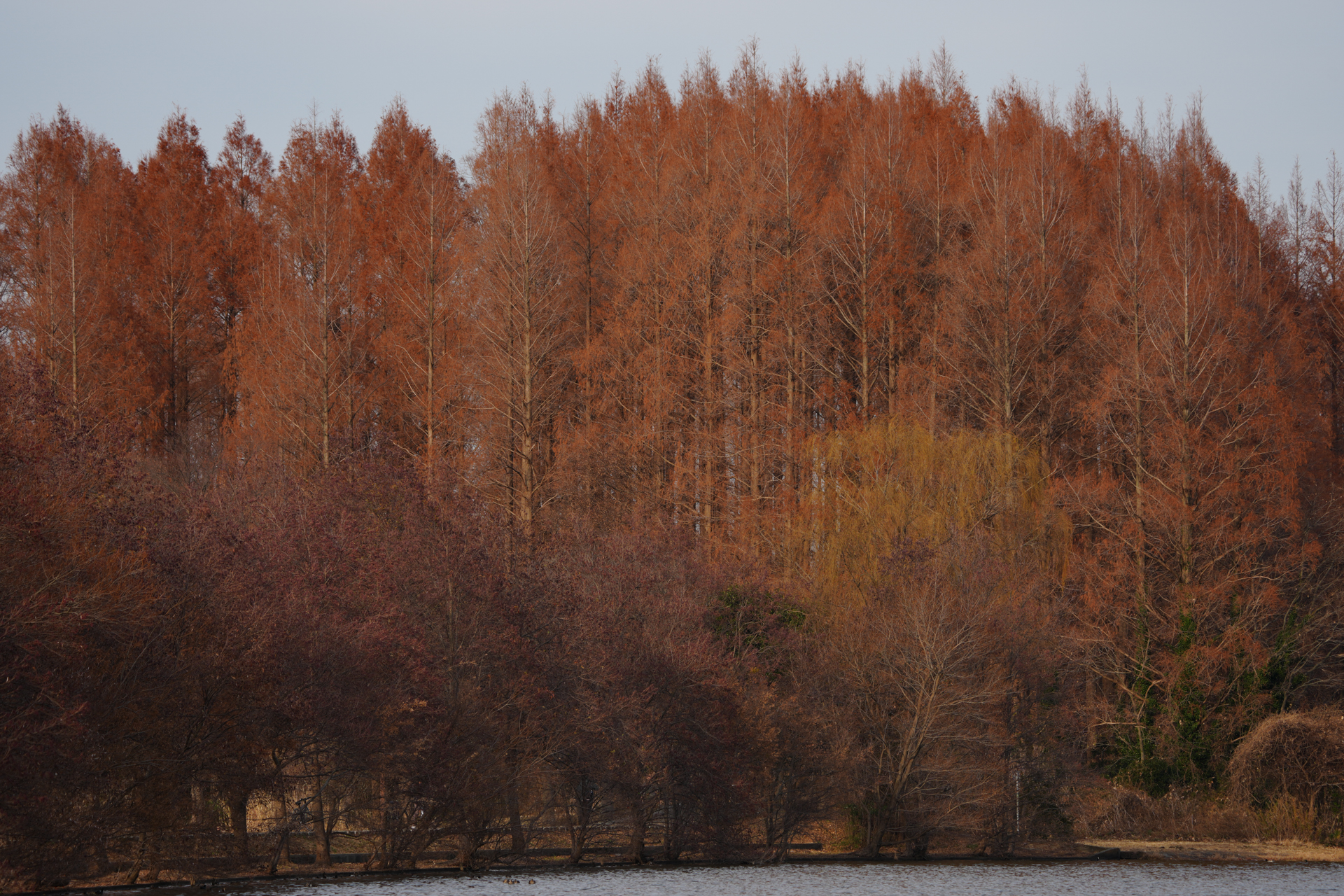 α1 II／FE 200-600mm F5.6-6.3 G OSS／236mm／絞り優先AE（1/200秒、F8.0、－0.7EV）／ISO 100