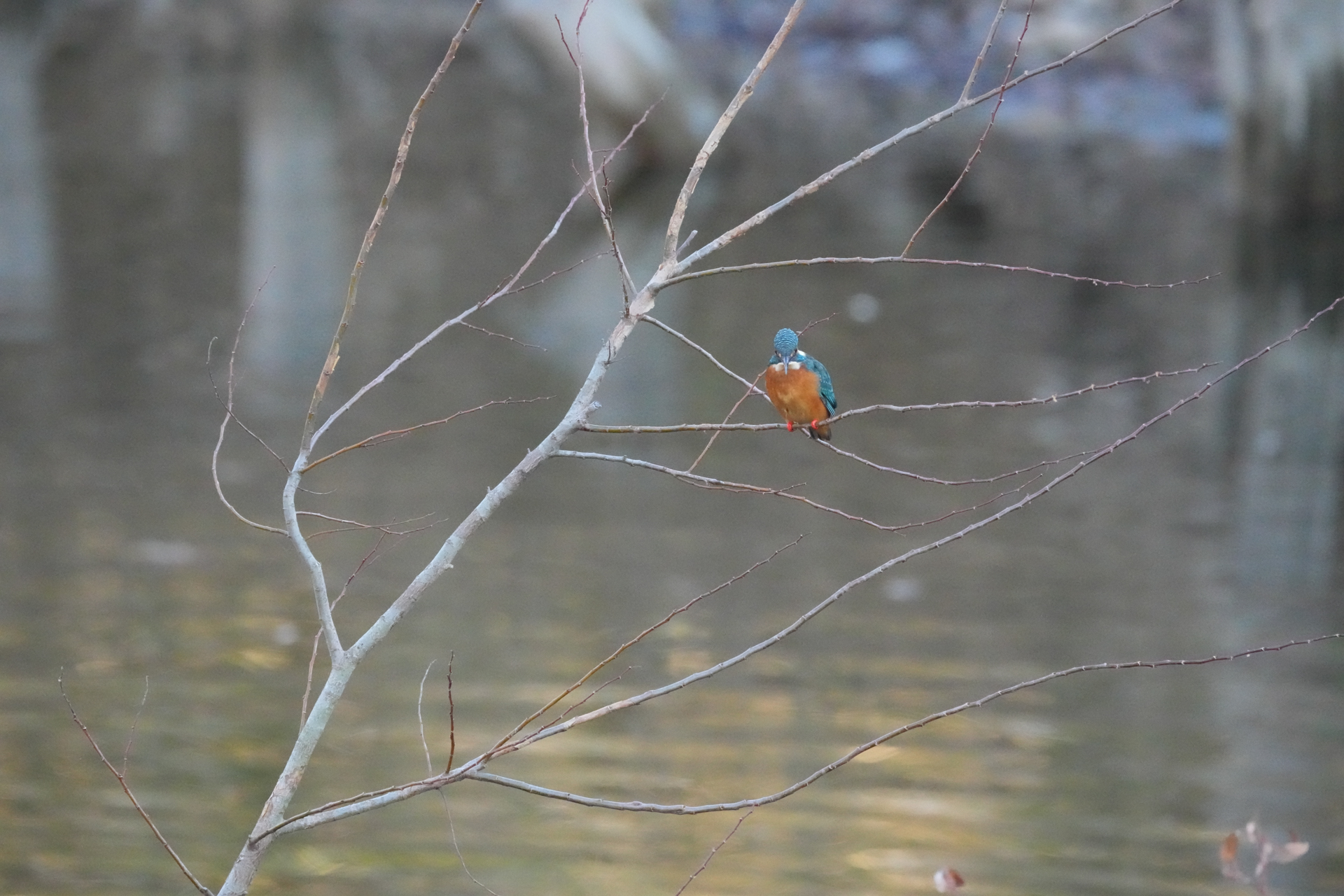 α1 II／FE 200-600mm F5.6-6.3 G OSS／600mm／シャッター優先AE（1/2,000秒、F9.0）／ISO 32000