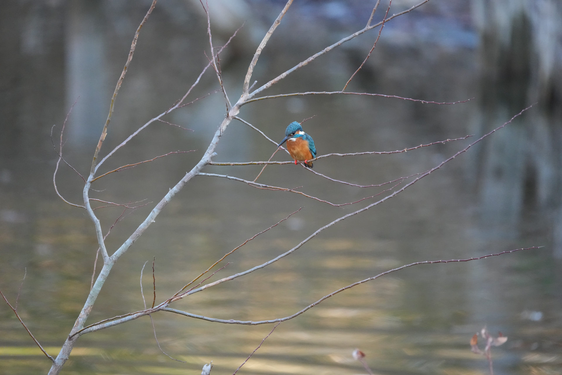 α1 II／FE 200-600mm F5.6-6.3 G OSS／600mm／シャッター優先AE（1/800秒、F6.3）／ISO 6400