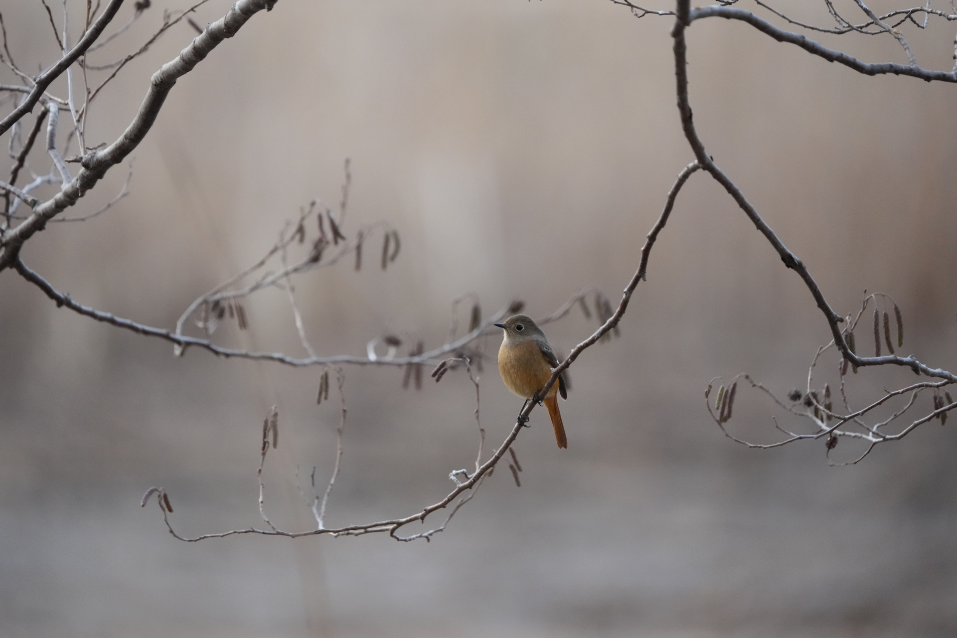 α1 II／FE 200-600mm F5.6-6.3 G OSS／600mm／シャッター優先AE（1/1,600秒、F6.3、+0.3EV）／ISO 6400