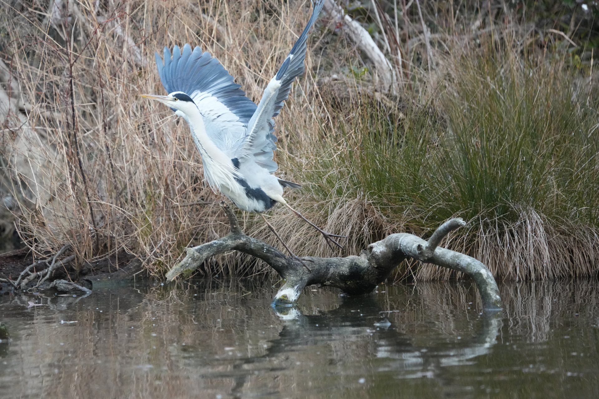 α1 II／FE 200-600mm F5.6-6.3 G OSS／600mm／シャッター優先AE（1/2,000秒、F6.3）／ISO 6400