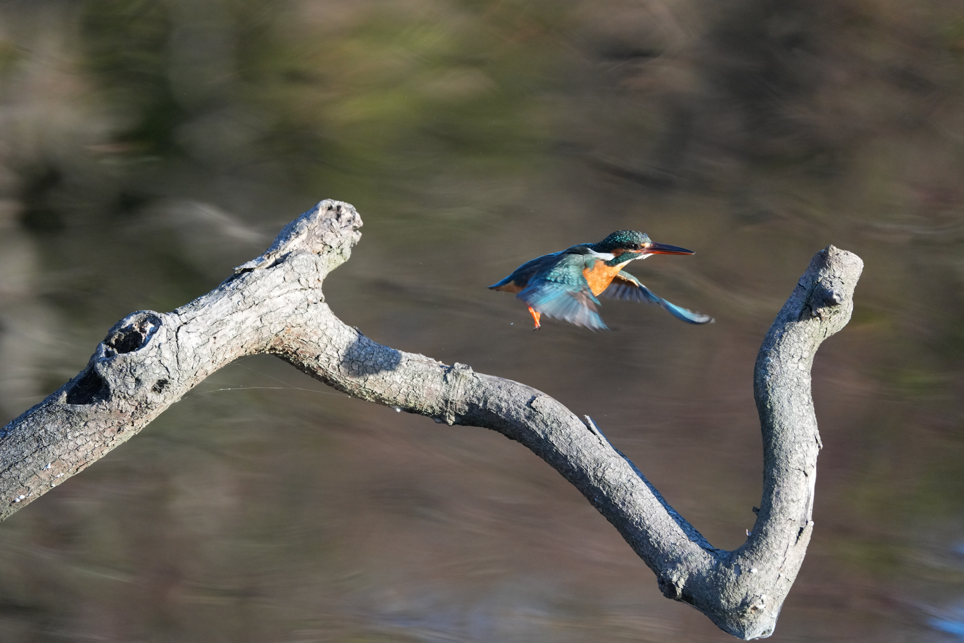 α1 II／FE 200-600mm F5.6-6.3 G OSS／600mm／シャッター優先AE（1/2,000秒、F6.3）／ISO 3200