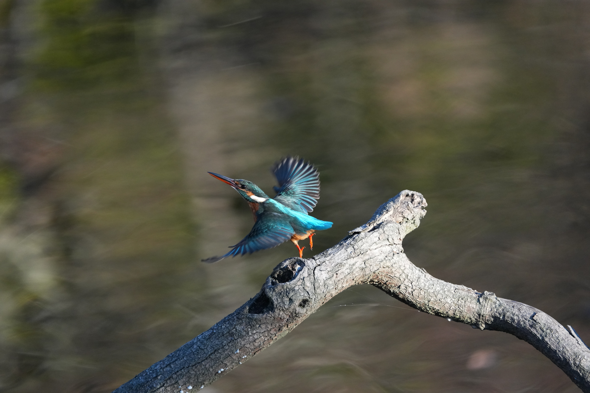 α1 II／FE 200-600mm F5.6-6.3 G OSS／600mm／シャッター優先AE（1/800秒、F6.3、－0.3EV）／ISO 3200