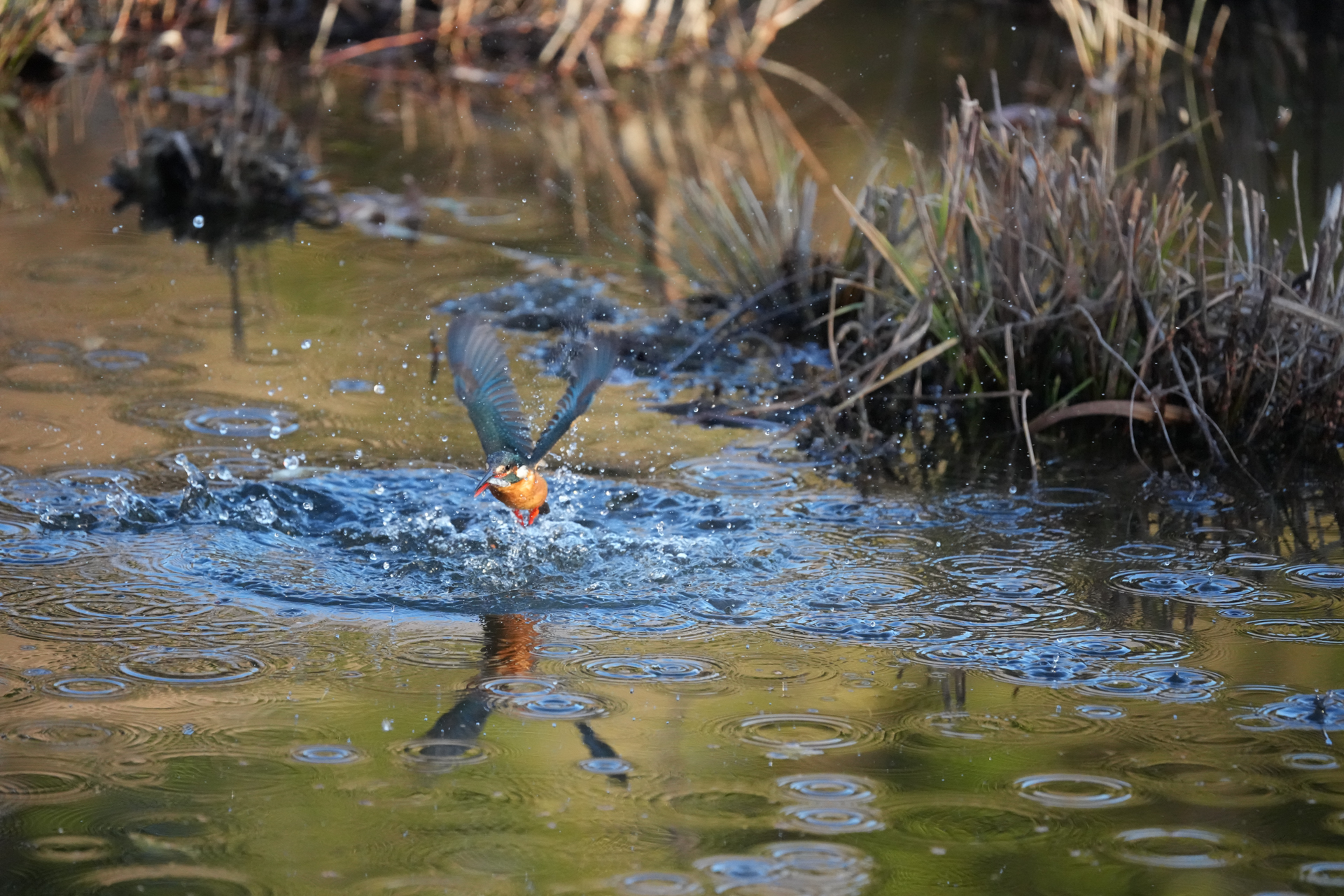 α1 II／FE 200-600mm F5.6-6.3 G OSS／600mm／シャッター優先AE（1/2,000秒、F6.3）／ISO 8000