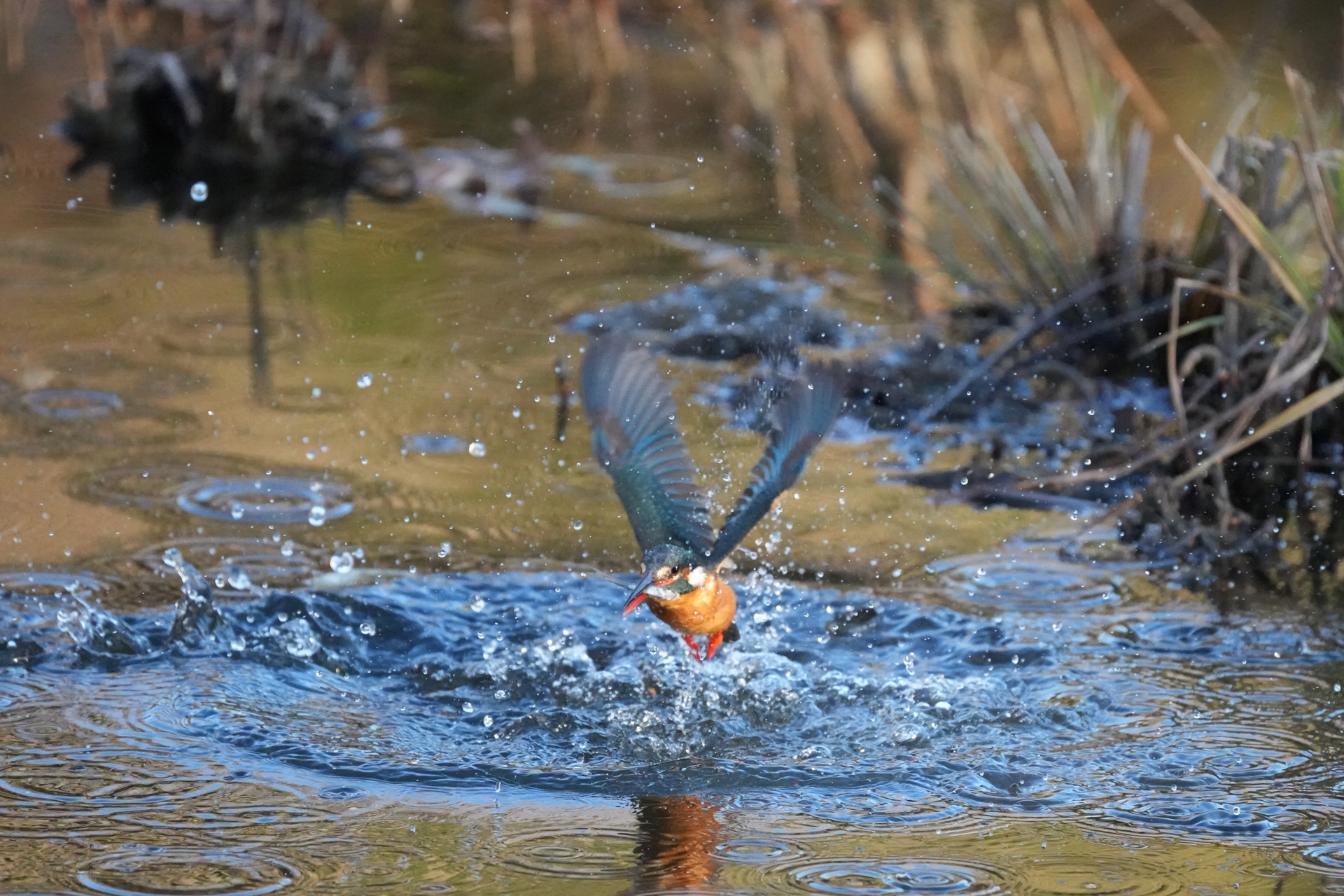 上の画像を「α1 II」のAPS-Cサイズにトリミングしました。画素数は約2,100万画素あります