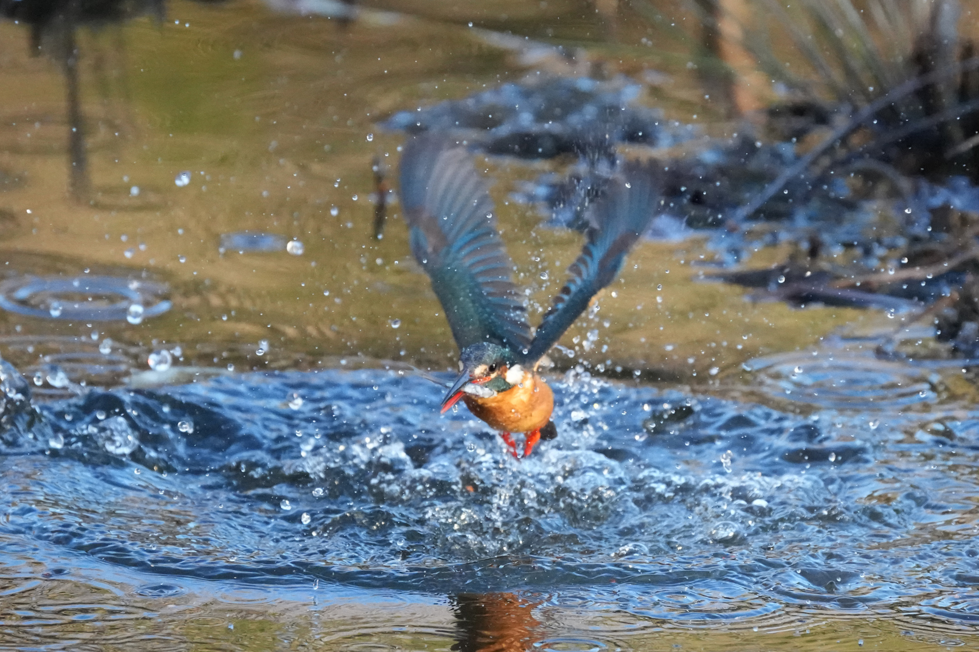 さらに約1,100万画素程度にまでトリミングしてみました。ここまで縮小しても、多くの使用条件で十分な画質を保ってくれると思います