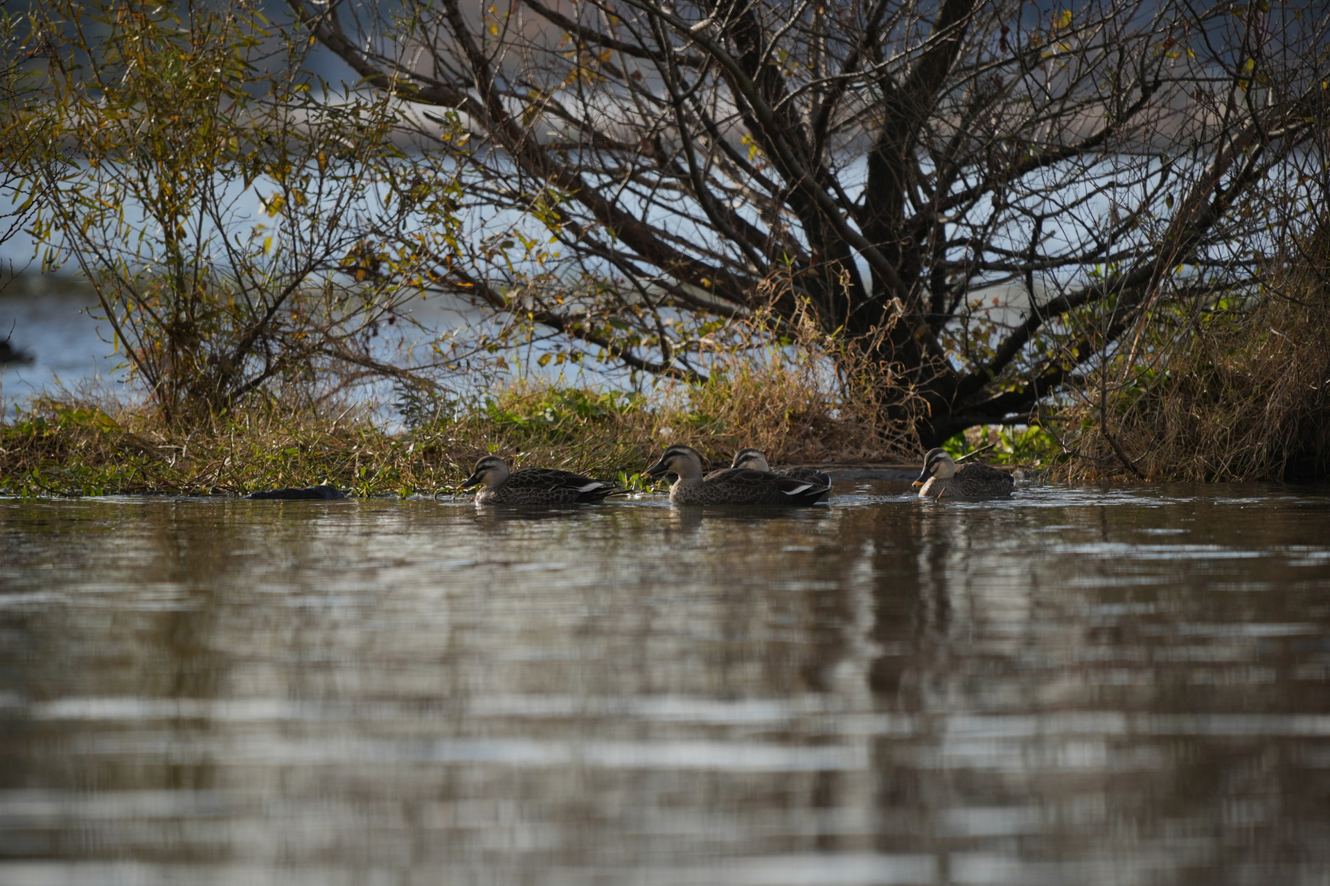 ソニー α1／60-600mm F4.5-6.3 DG DN OS｜Sports／絞り優先AE（F6.3、1/1,600秒）／ISO 400
