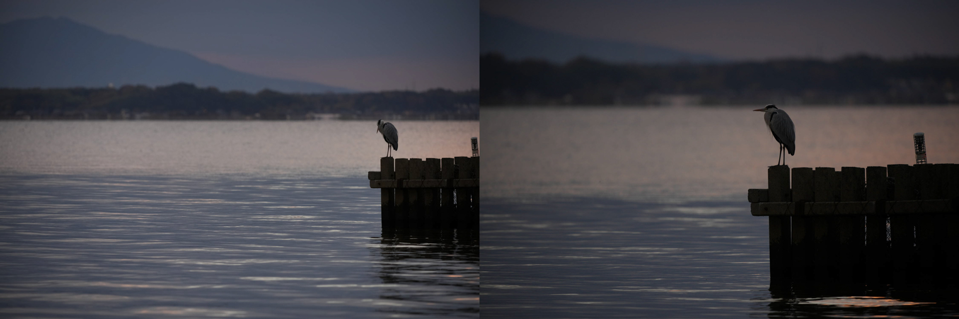 アオサギ　共にソニー α1／60-600mm F4.5-6.3 DG DN OS｜Sports／絞り優先AE、F6.3／ISO 200（左）1/125秒（右）1/160秒