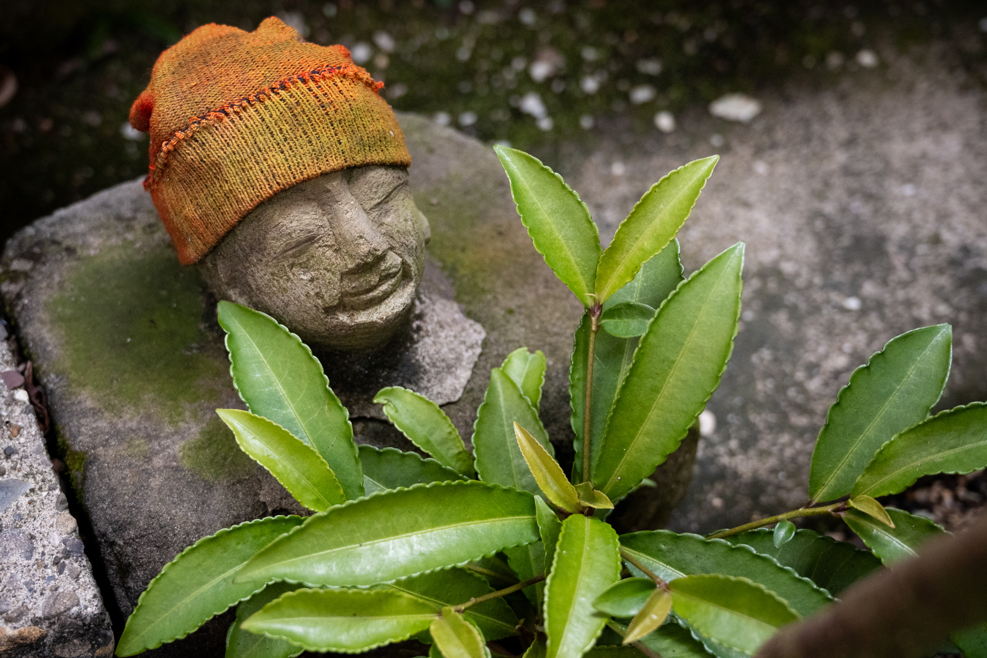 手前の植物を気にするのかなと、少しいじわるしてみましたが、まったくこれを無視して、目にフォーカシングを合わせに行きますね。条件は悪いのですが、階調再現もばっちりです。<br><span class="fnt-85">ニコン Z50II／NIKKOR Z 24-70mm f/4 S／40mm（60mm相当）／絞り優先AE（1/500秒、F4.0、−1.0EV）／ISO 1600</span>
