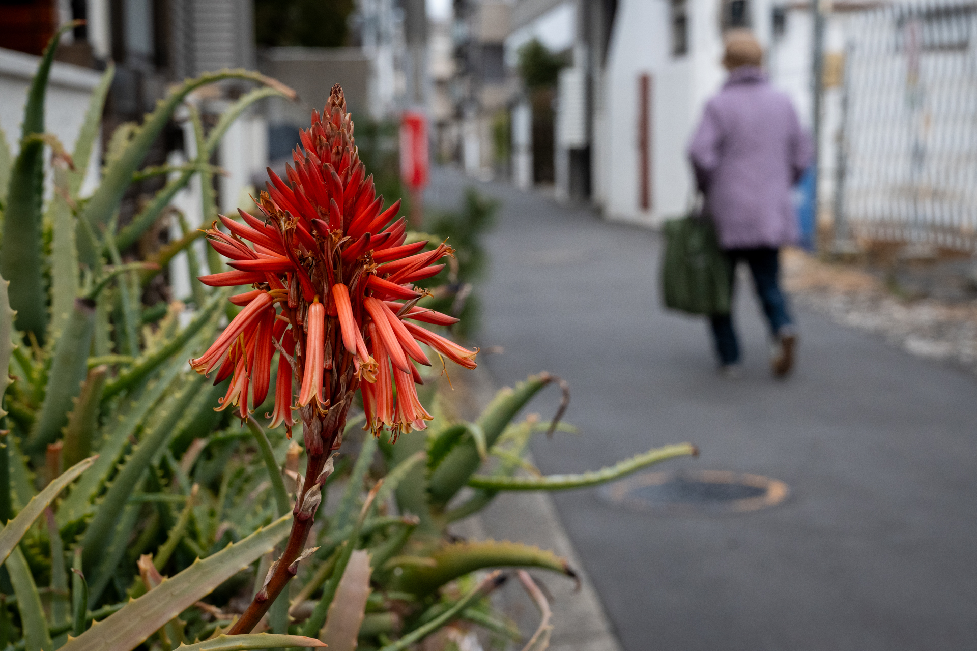 アロエの花って、カタチが複雑ですから、フォーカス位置が難しいよなといつも思うんですが、単純にフレーミングしてみたら、とてもよい位置に合いました。けっこう感動しております。<br><span class="fnt-85">ニコン Z50II／NIKKOR Z 24-70mm f/4 S／46mm（69mm相当）／絞り優先AE（1/1,250秒、F7.1、−0.7EV）／ISO 800</span>