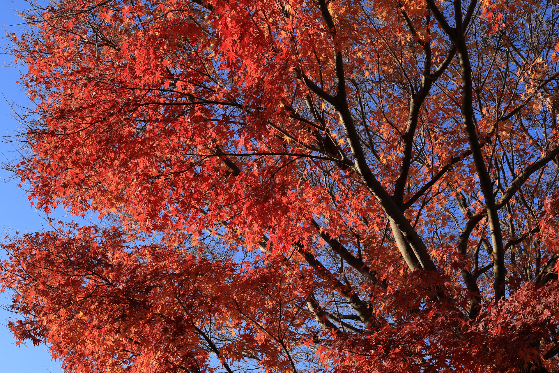 EOS R10／SIGMA 30mm F1.4 DC DN｜Contemporary／30mm（48mm相当）／絞り優先AE（1/100秒、F11、−1.0EV）／ISO 100