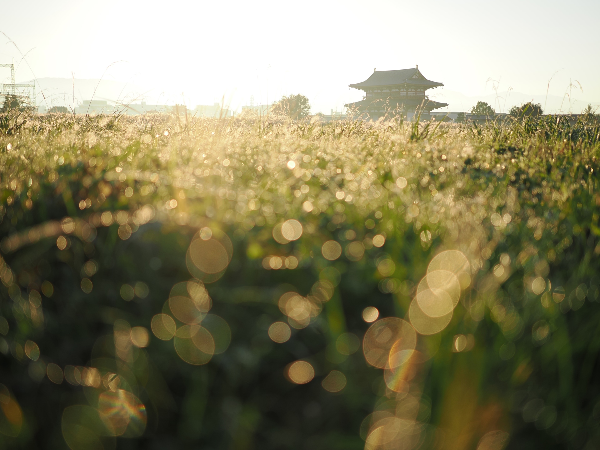 新レンズ25mm F1.8 IIで撮影した朝つゆの玉ボケ写真。カメラを横にスライドさせながら良い感じの玉ボケポイントを探した。当然、カメラを動かすとカメラは雨で打たれた後のようにぬれるが、この新レンズも防塵・防滴のため安心だ<br><span class="fnt-85">M.ZUIKO DIGITAL 25mm F1.8 II／25mm（50mm相当）／マニュアル露出（F1.8、1/3,200秒）／ISO 200／WB：オート</span>