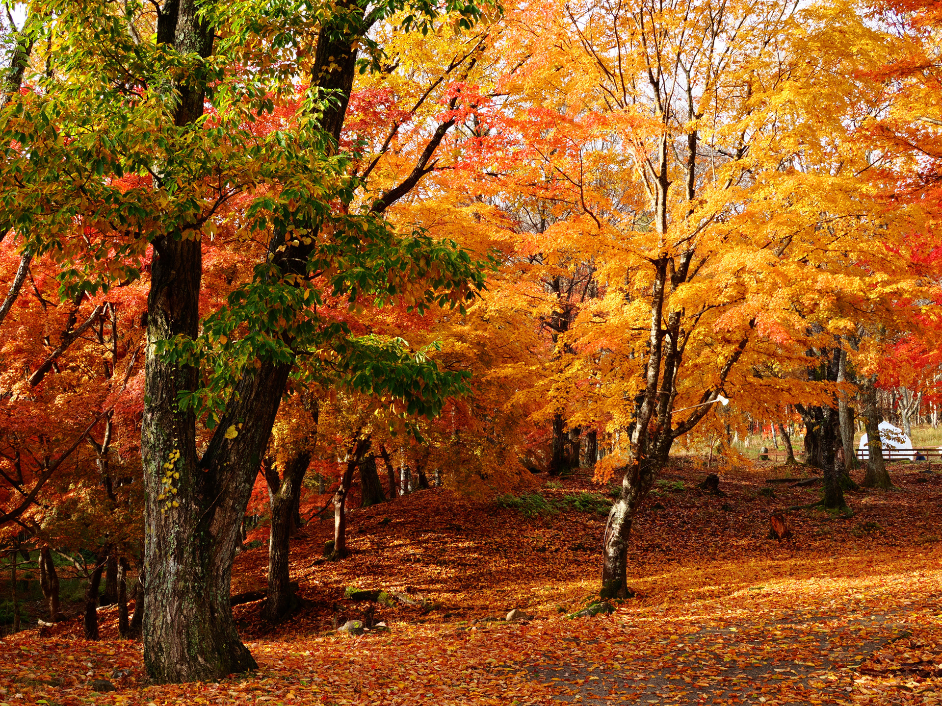 <span class="fnt-85">M.ZUIKO DIGITAL 25mm F1.8 II／25mm（50mm相当）／マニュアル露出（F8、1/60秒）／ISO 200／WB：オート</span>