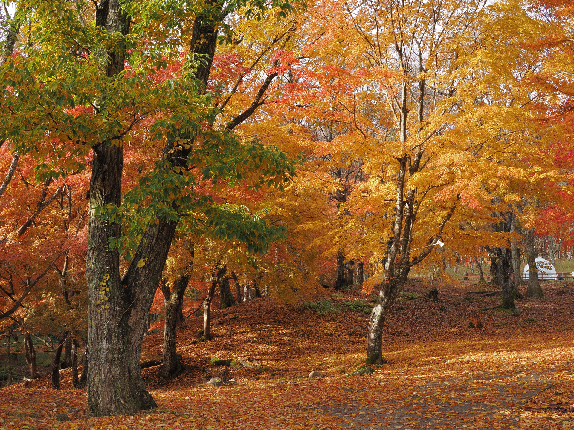 COLOR3に加え、それぞれの設定がデフォルトのCOLOR1、渋みと濃厚感のある色調が得られるCOLOR2、淡く柔らかいトーンのCOLOR4の、合計4つのプリセットが用意されている