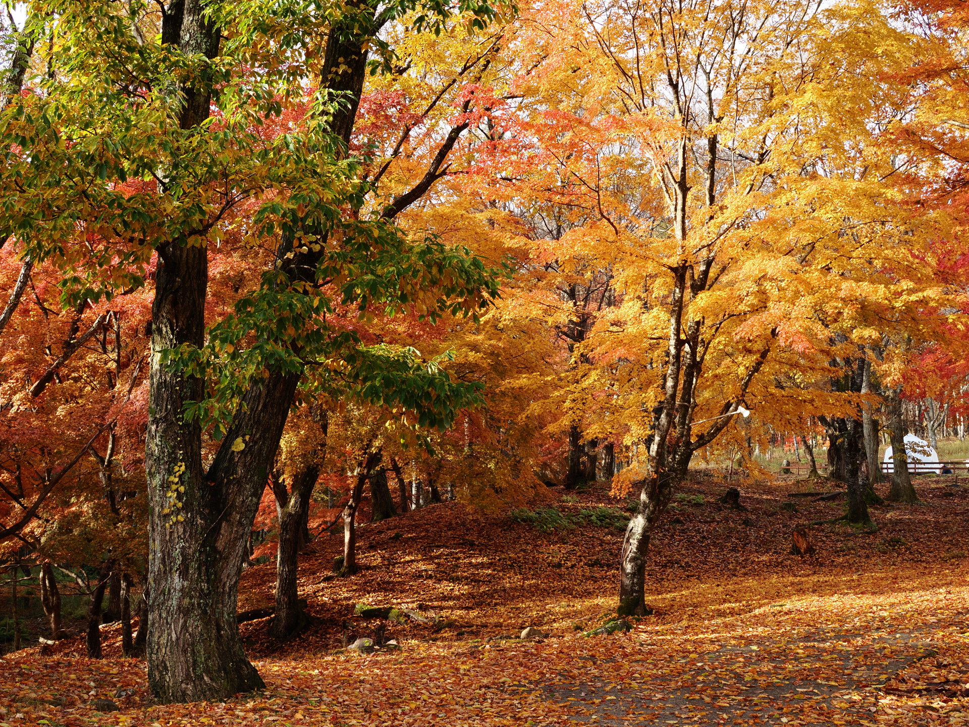 COLOR3に加え、それぞれの設定がデフォルトのCOLOR1、渋みと濃厚感のある色調が得られるCOLOR2、淡く柔らかいトーンのCOLOR4の、合計4つのプリセットが用意されている