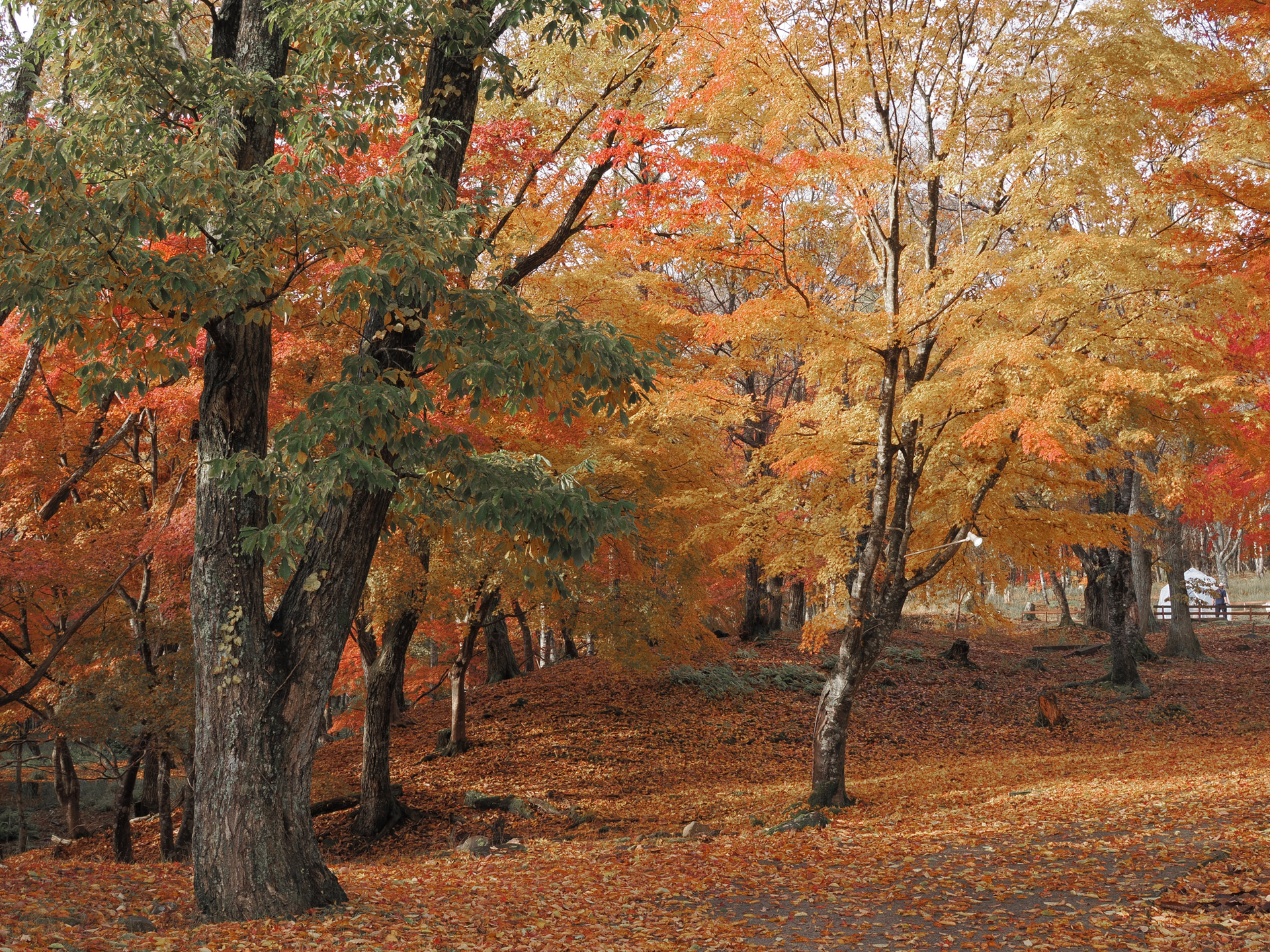 COLOR3に加え、それぞれの設定がデフォルトのCOLOR1、渋みと濃厚感のある色調が得られるCOLOR2、淡く柔らかいトーンのCOLOR4の、合計4つのプリセットが用意されている