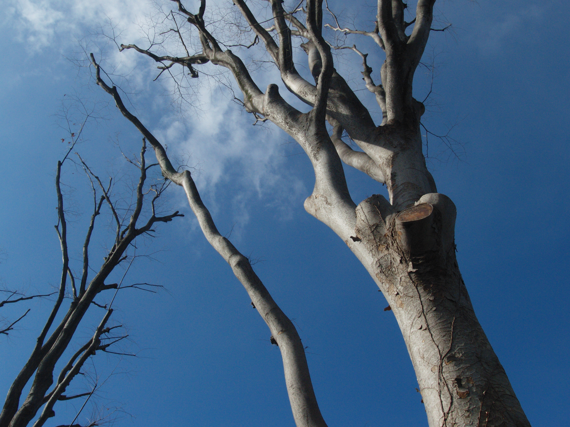 「オリンパスブルー」みたいなことは個人的に強く感じたことないのですが、どうせなら体験したくてテストしましたが、普通かなあと、でも古いレンズですがクリアな描写です。<br><span class="fnt-85">オリンパス E-500／ZUIKO DIGITAL 11-22mm F2.8-3.5／18mm（36mm相当）／絞り優先AE（1/800秒、F11、−0.7EV）／ISO 400</span>