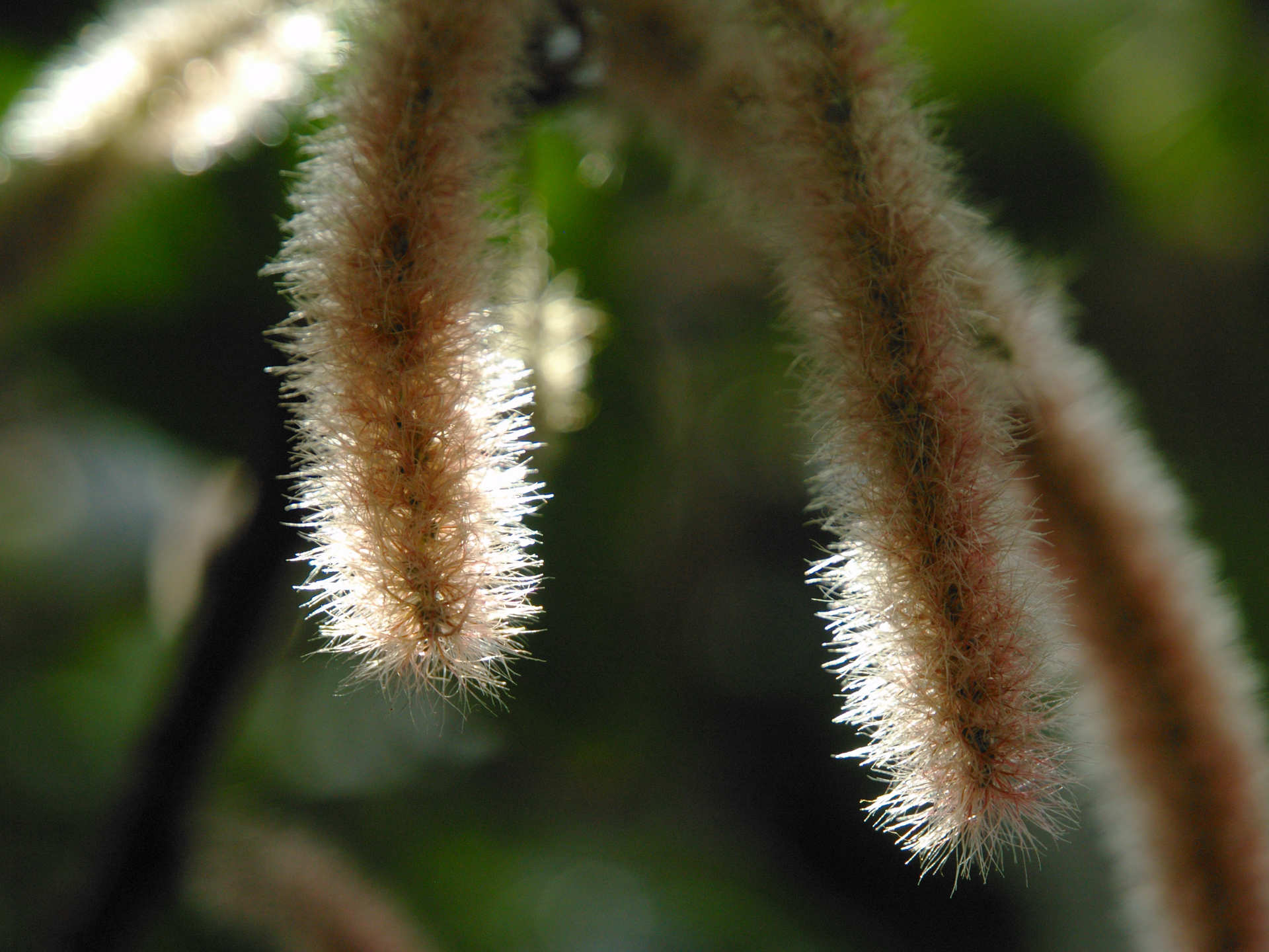 フォーサーズを使い始めた頃から浮かんだ文言が「マクロレンズ殺し」でした。広角ズームでもマクロレンズ並みに寄れてしまいます。<br><span class="fnt-85">オリンパス E-500／ZUIKO DIGITAL ED 12-60mm F2.8-4.0 SWD／60mm（120mm相当）／絞り優先AE（1/800秒、F4.0、±0.0EV）／ISO 400</span>