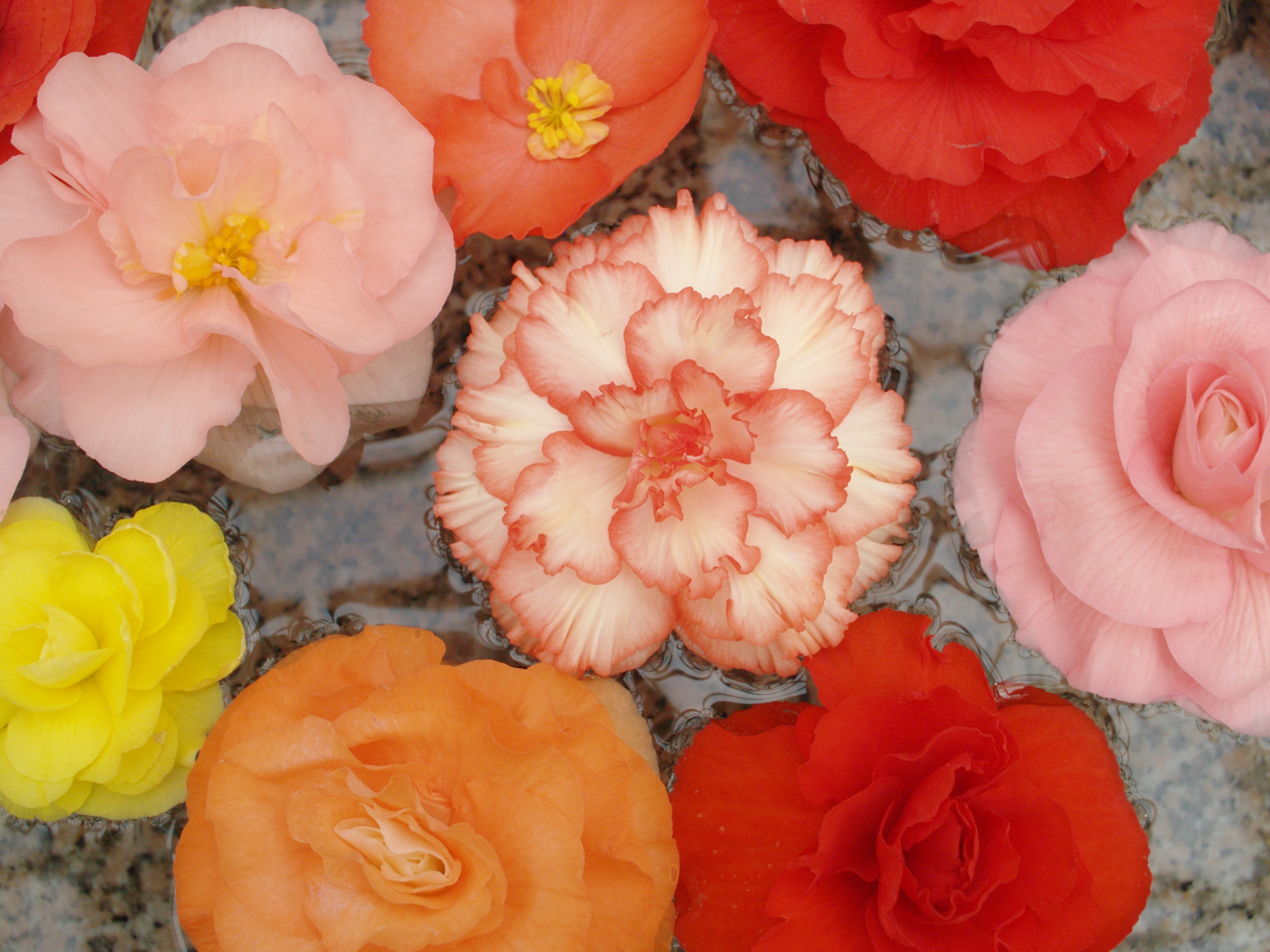 クリアな描写も得意です。レンズの保管コンディションに気を遣って正解でした。<br><span class="fnt-85">オリンパス E-500／ZUIKO DIGITAL 25mm F2.8／25mm（50mm相当）／絞り優先AE（1/400秒、F5.0、±0.0EV）／ISO 400</span>