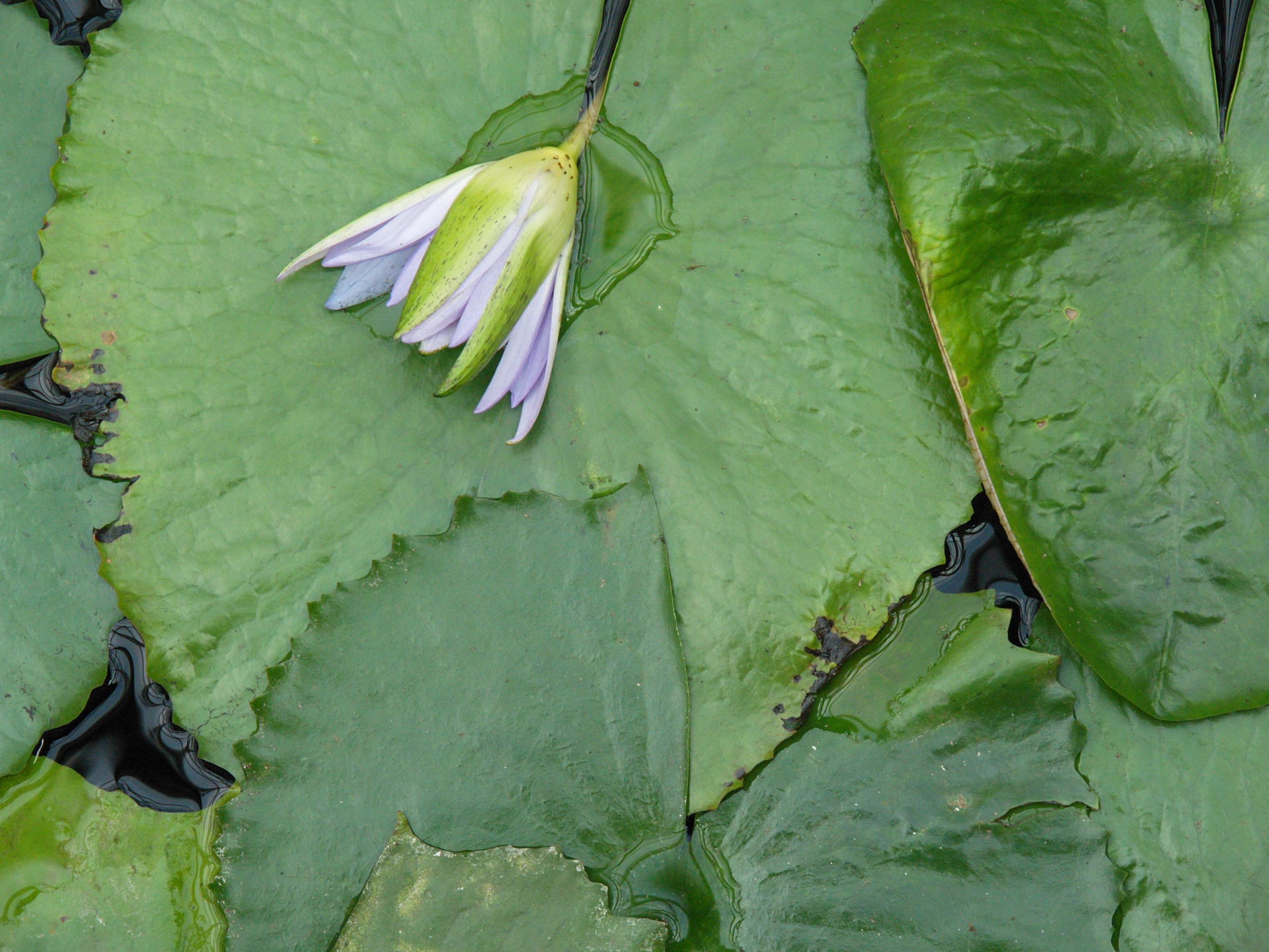 元気のないのはお爺さんだけではなくて、花もそうでした。疲れているだけかもしれません。植物の葉の緑もいい感じです。<br><span class="fnt-85">オリンパス E-500／ZUIKO DIGITAL ED 12-60mm F2.8-4.0 SWD／60mm（120mm相当）／絞り優先AE（1/320秒、F5.0、±0.0EV）／ISO 400</span>