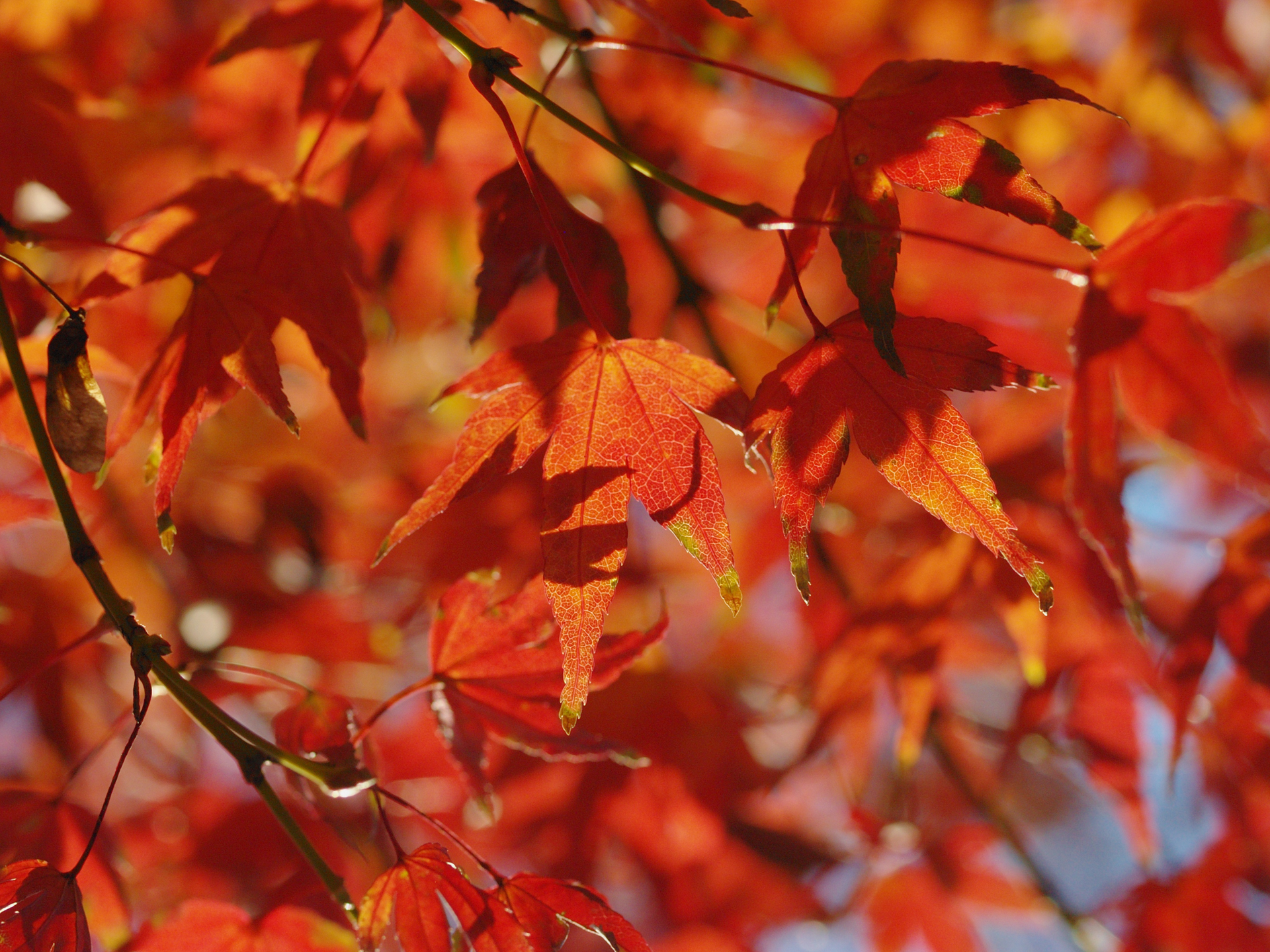 フォーサーズレンズも経年変化でフォーカスリングのラバーが加水分解します。このように描写が好きなレンズなので大枚はたいて修理しました。自己満足ですが代わりのないレンズです。<br><span class="fnt-85">オリンパス E-500／ZUIKO DIGITAL ED 50mm F2.0 Macro／50mm（100mm相当）／絞り優先AE（1/1,250秒、F4.0、±0.0EV）／ISO 400</span>