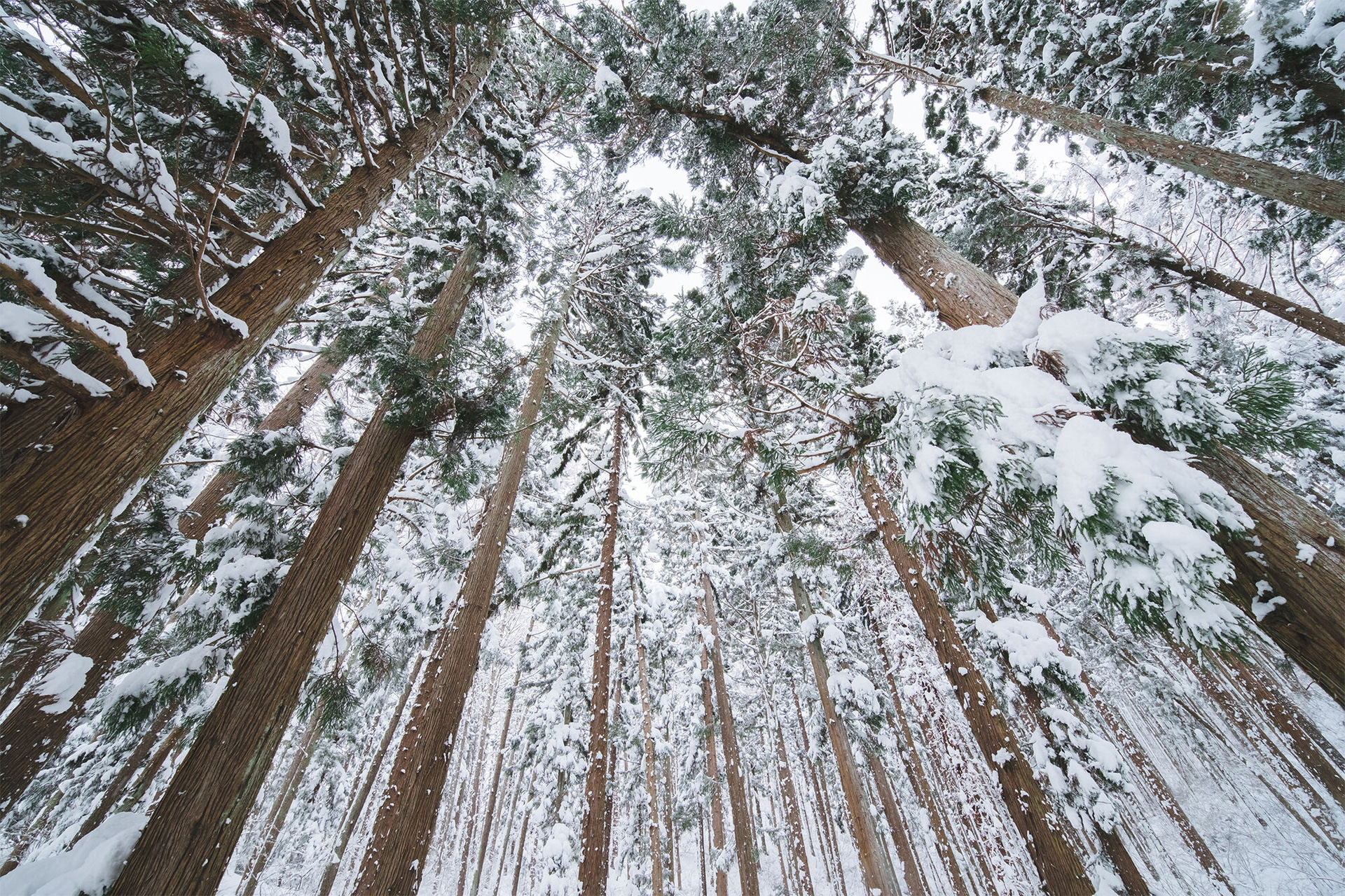 画像提供：株式会社ケンコー・トキナー