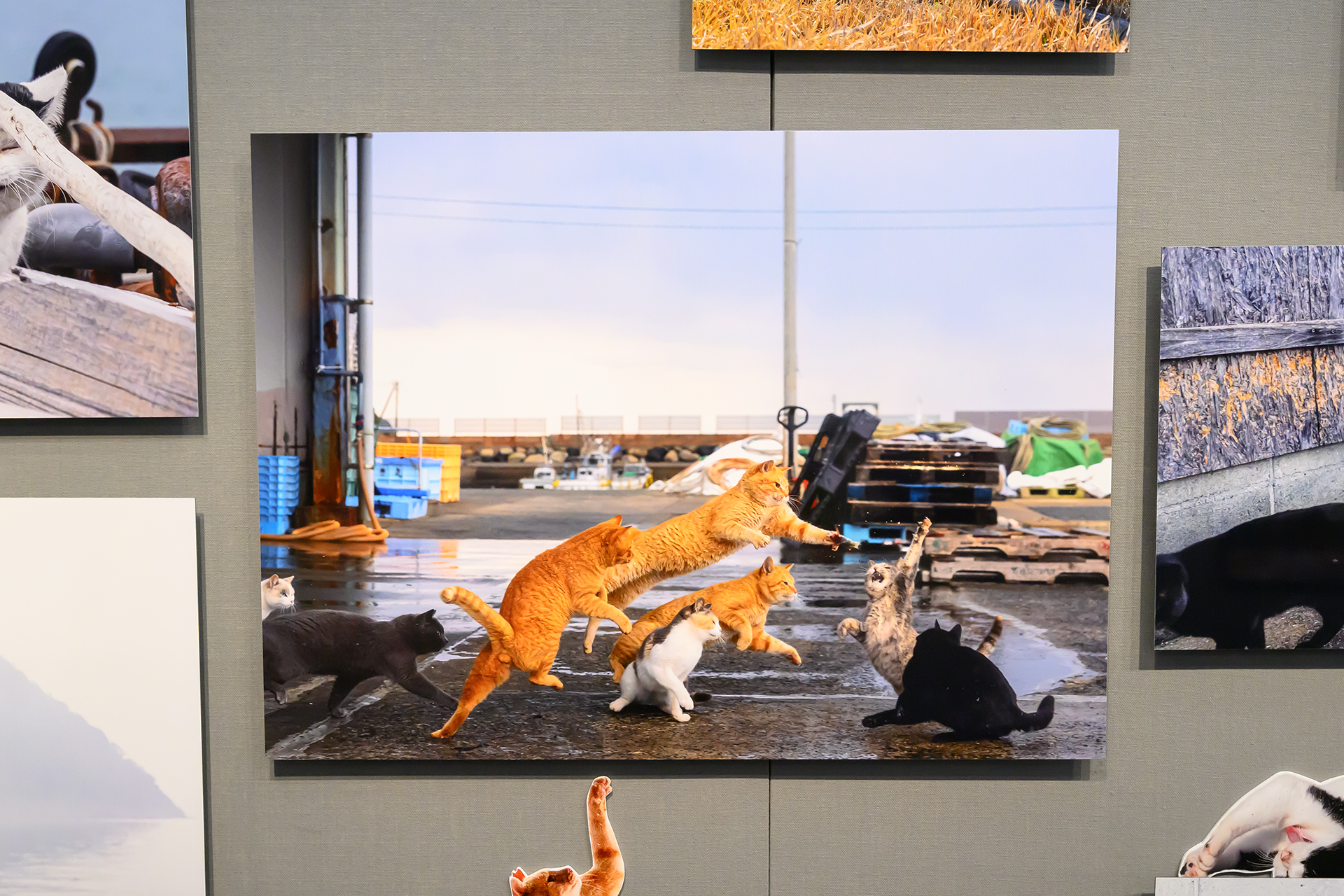 「ヨーロッパの宗教画のような、1枚の中で猫たちが躍動している瞬間を撮れたのがすごく嬉しかった」と沖氏は目を輝かせる。このショットも最新カメラの機動力なしには撮れなかったと言う