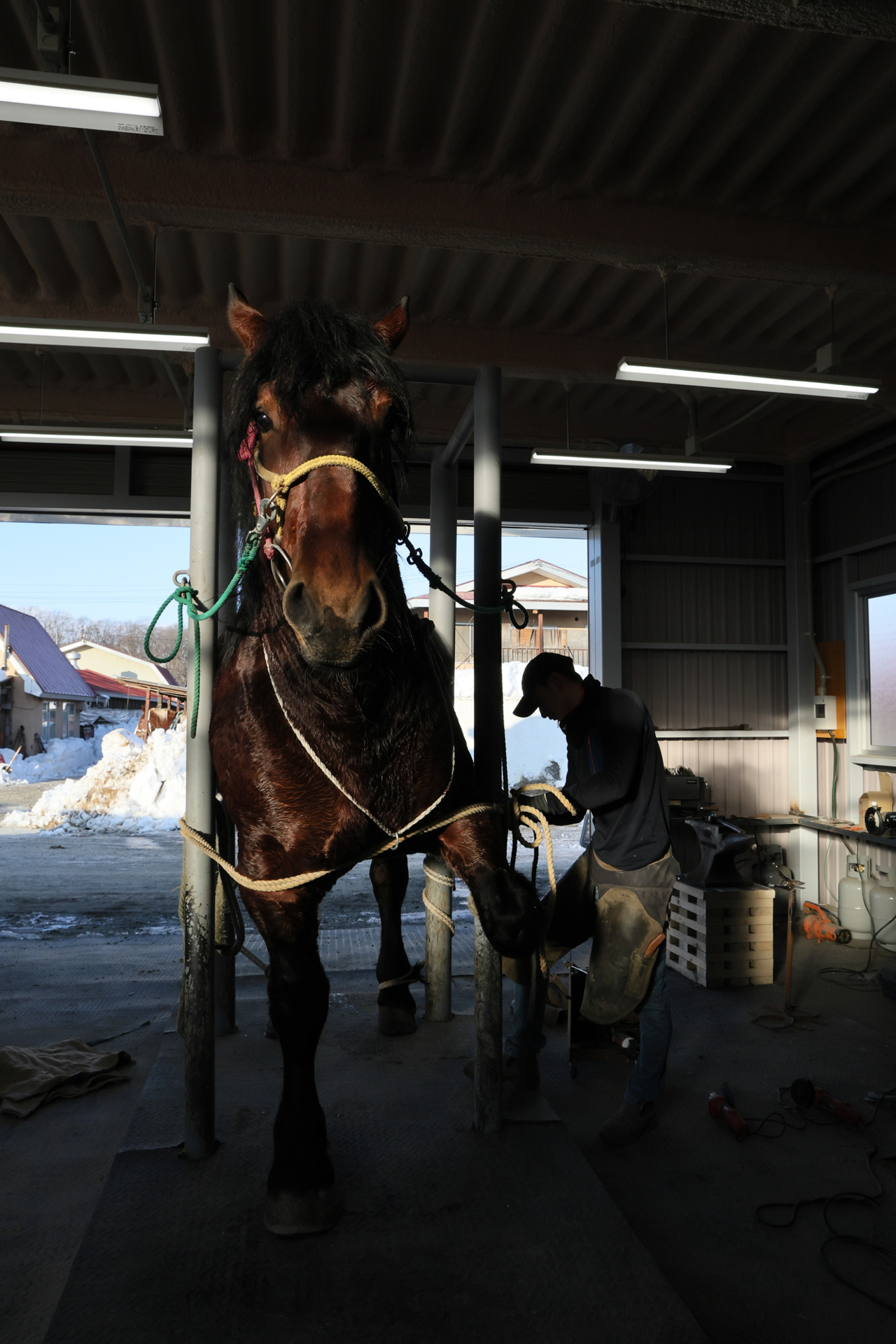 装蹄所にて、装蹄の様子