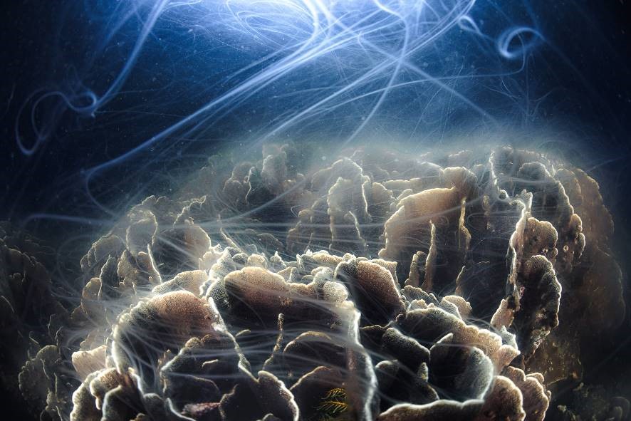 第26回「三木淳賞」受賞者 齋藤利奈氏の写真展「The Circle of Life～海に息づく命の環～」