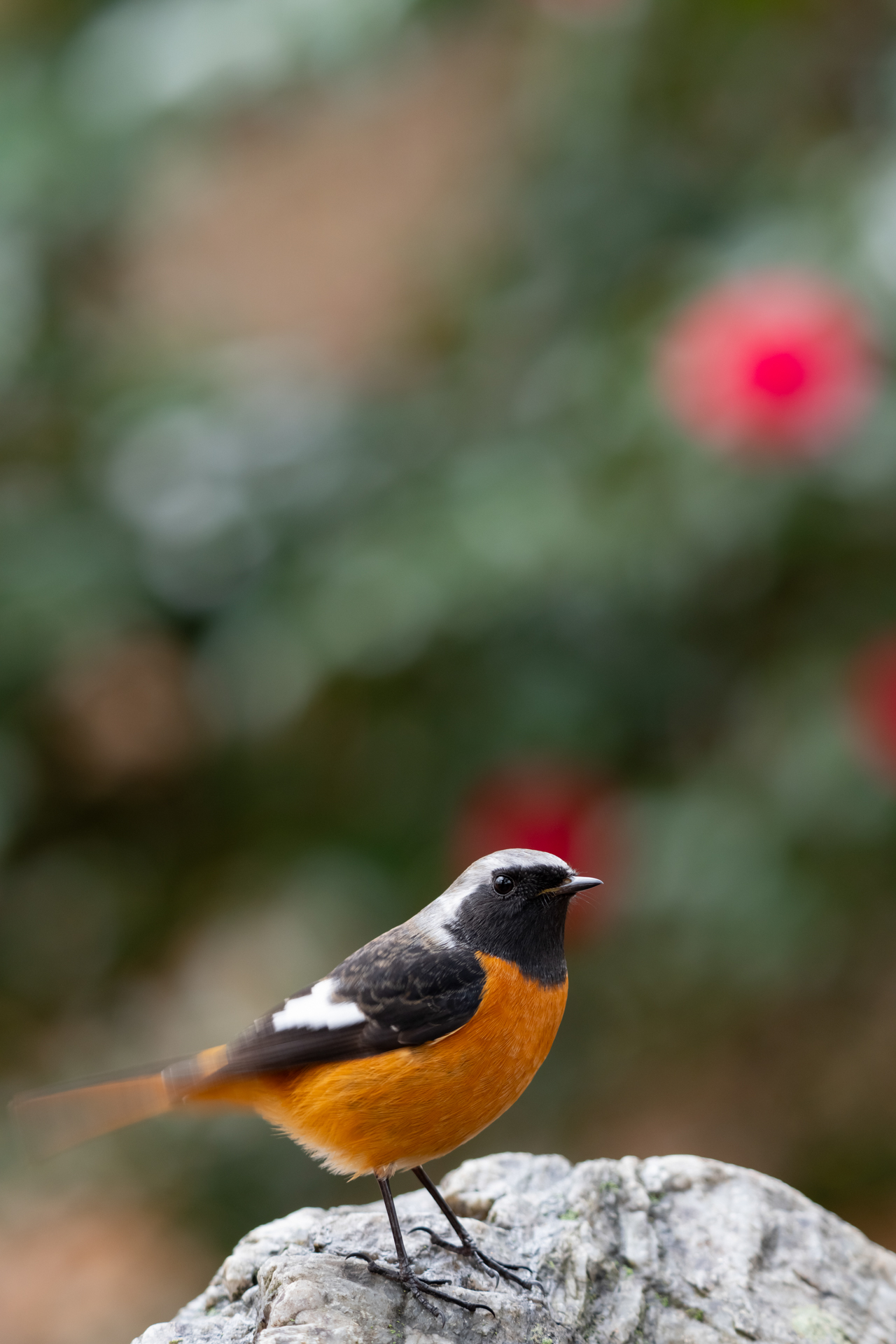 α1 II／FE 400-800mm F6.3-8 G OSS／400mm／マニュアル露出（1/30秒、F8.0）／ISO 800