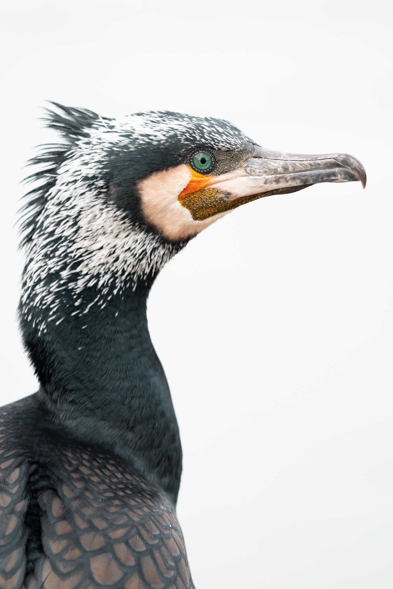 α1 II／FE 400-800mm F6.3-8 G OSS／800mm／マニュアル露出（1/60秒、F8.0）／ISO 1000